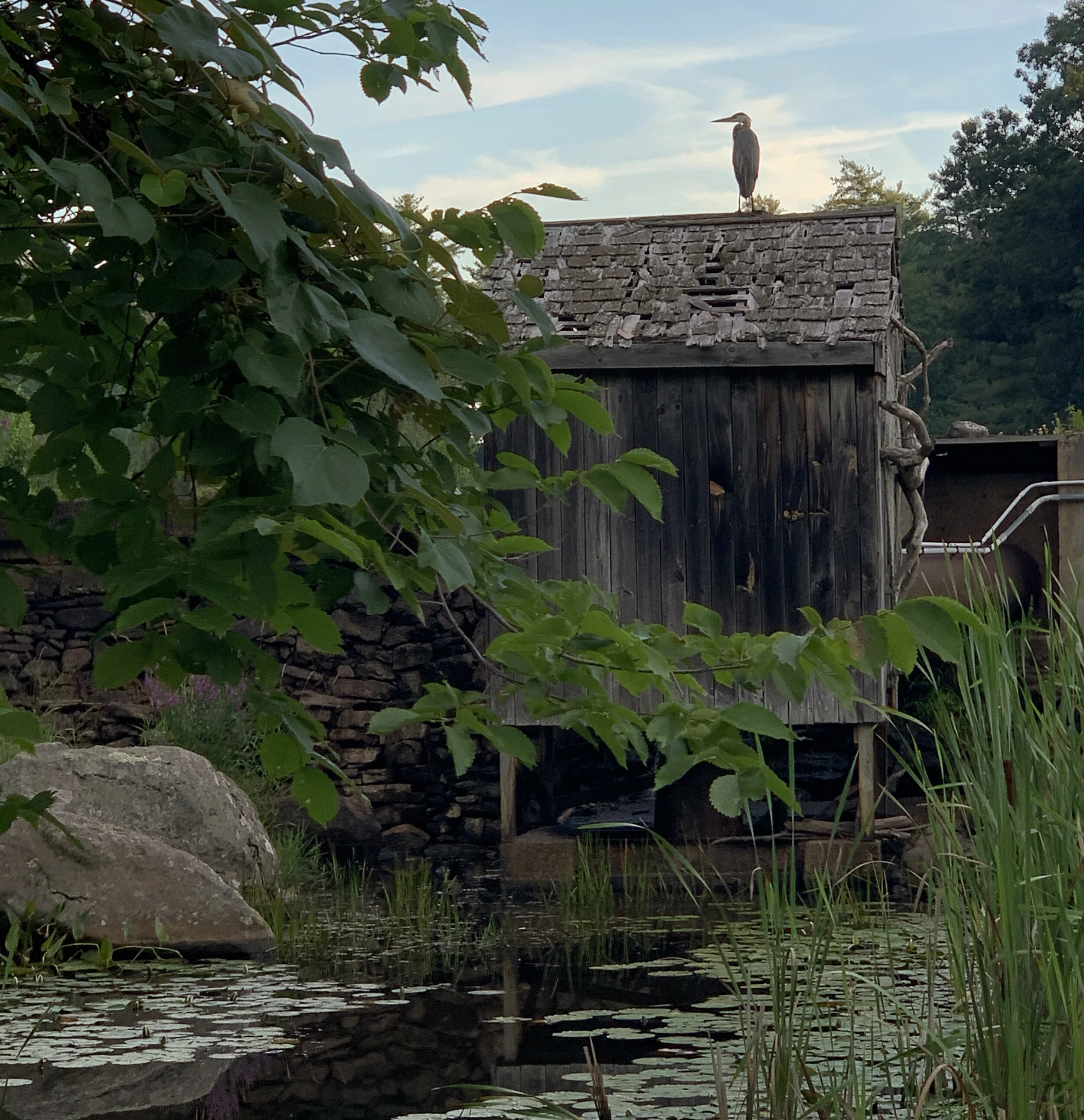 Heron on Hut.jpg