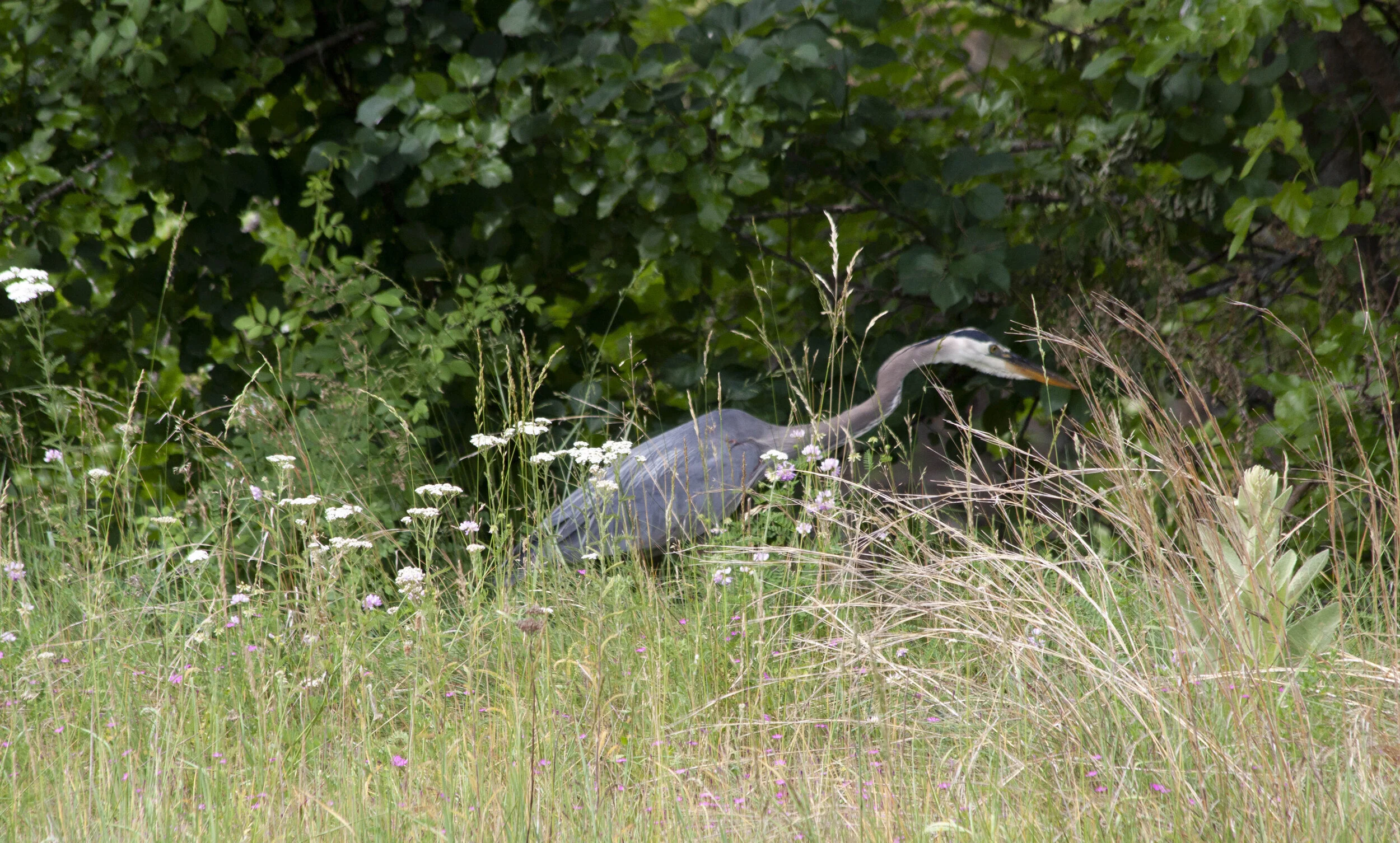Heron with long neck.jpg