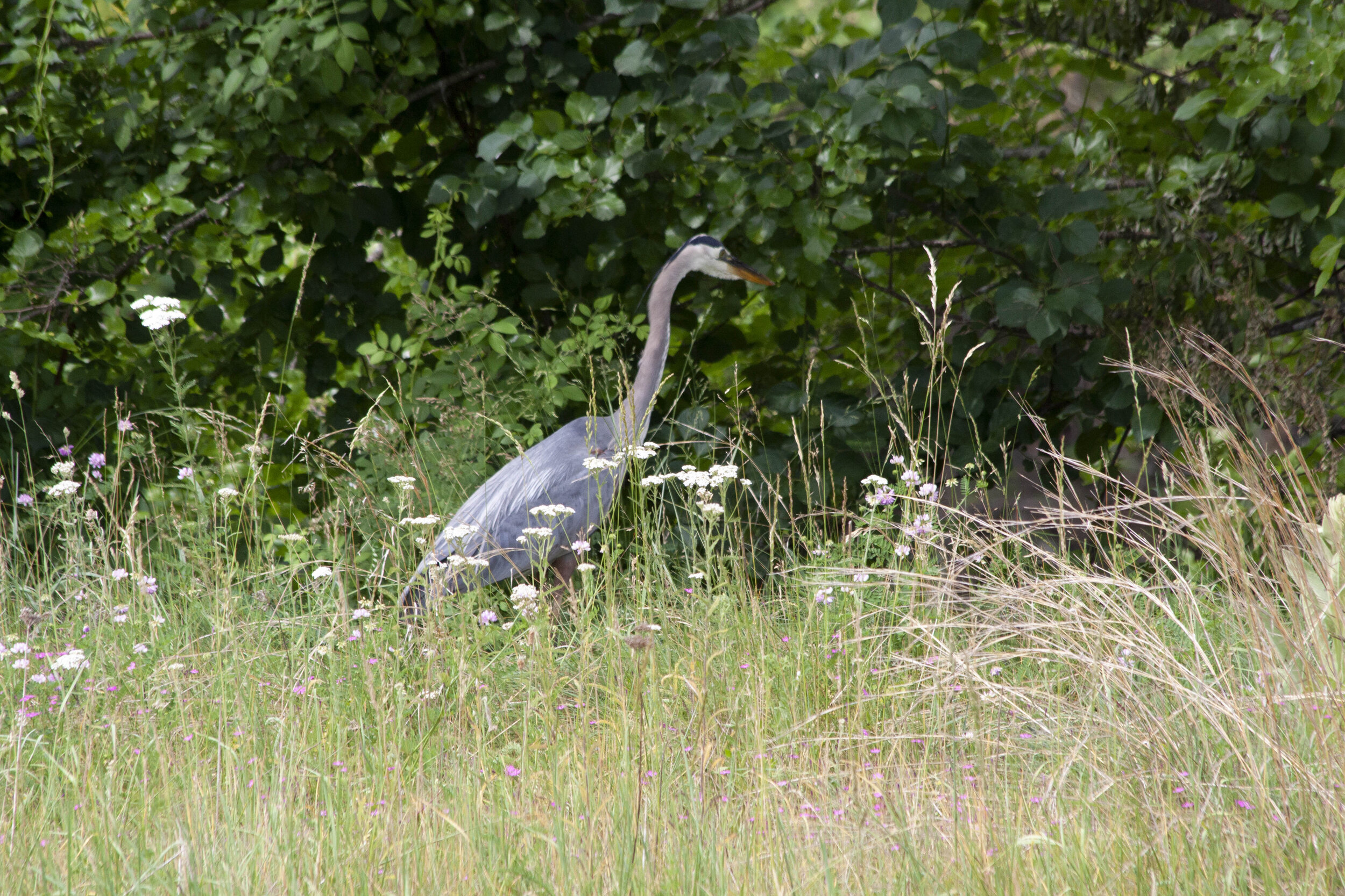 Heron in Grasses.jpg