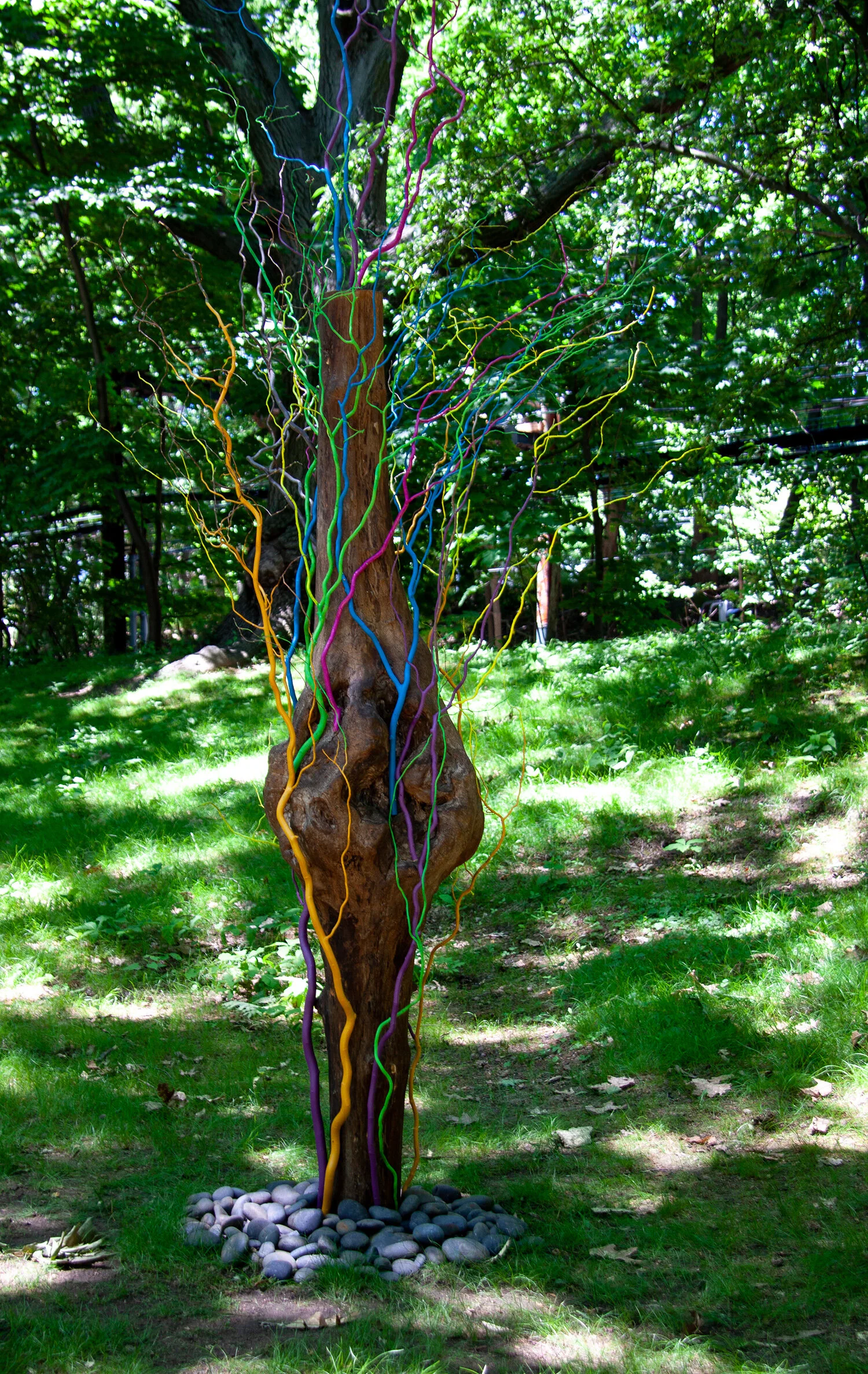 A tree grows in Brookline