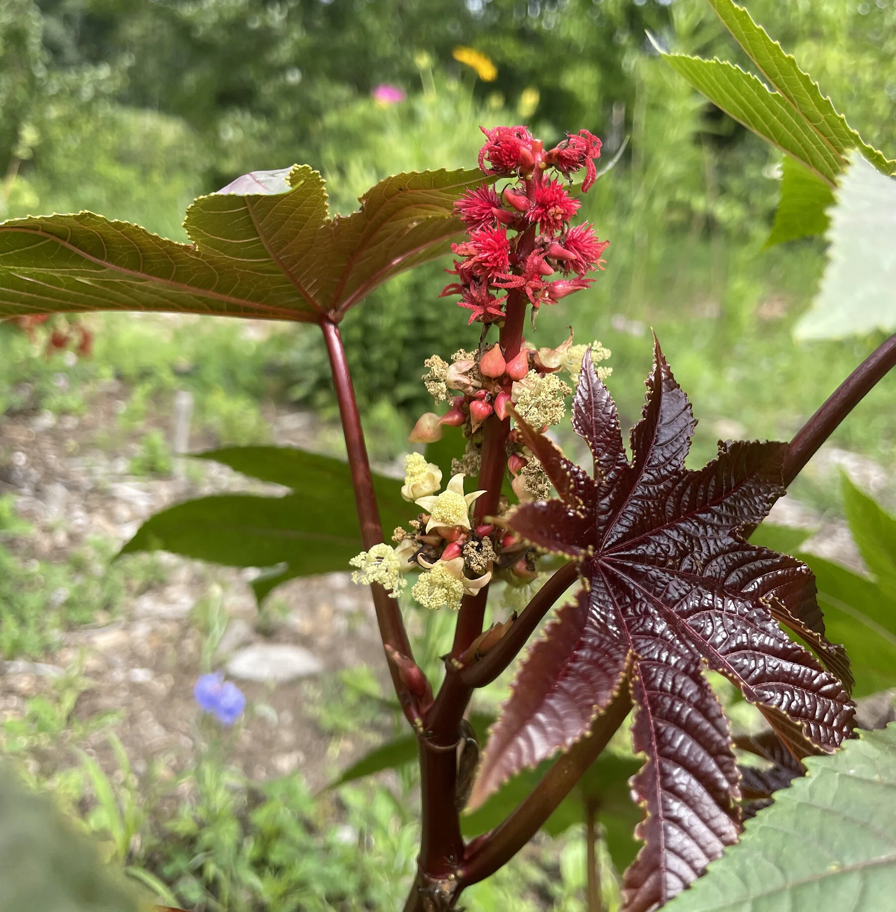 What Does A Green Castor Bean Look Like? – AOJP