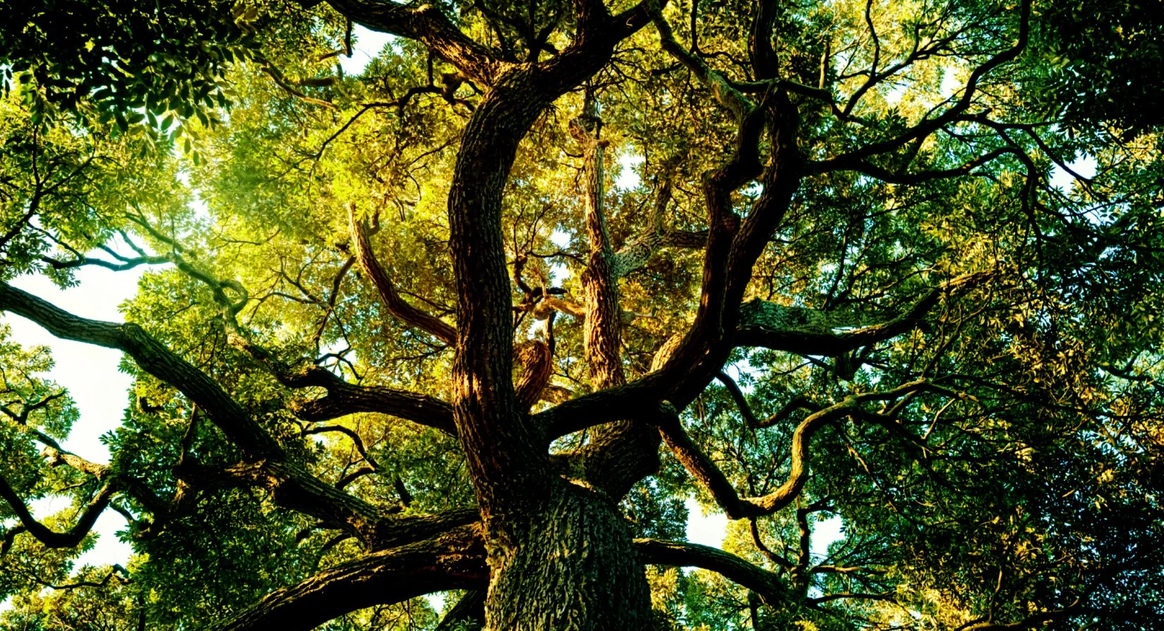 TREE PHOTO ALONE.jpg