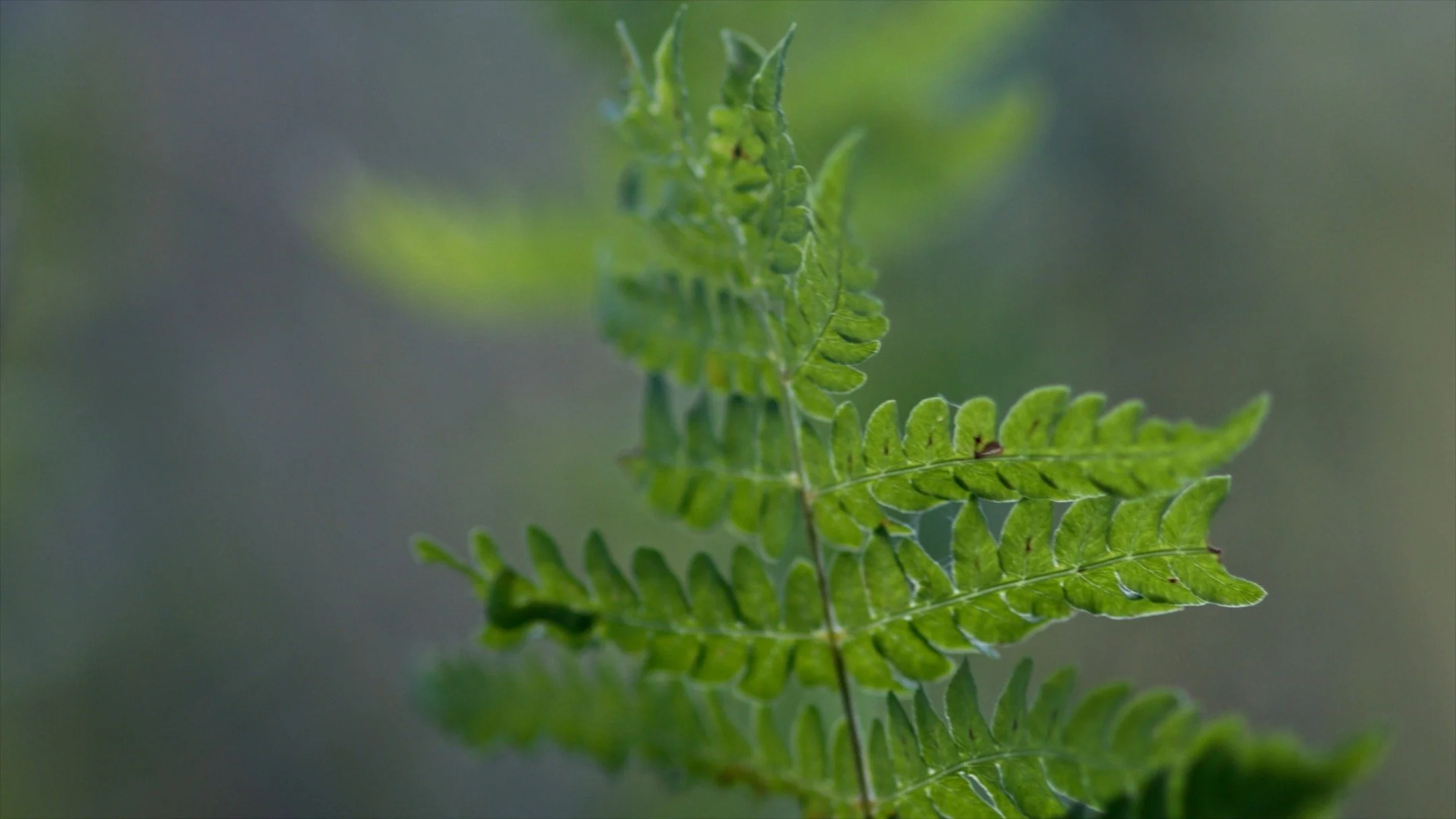 We are excited to release the trailer of The Nature of Nature: Biodiversity in the Hudson Valley. This film celebrates the remarkable plants, animals, and habitats in the Hudson River estuary watershed, guided by the biologists and conservationists w