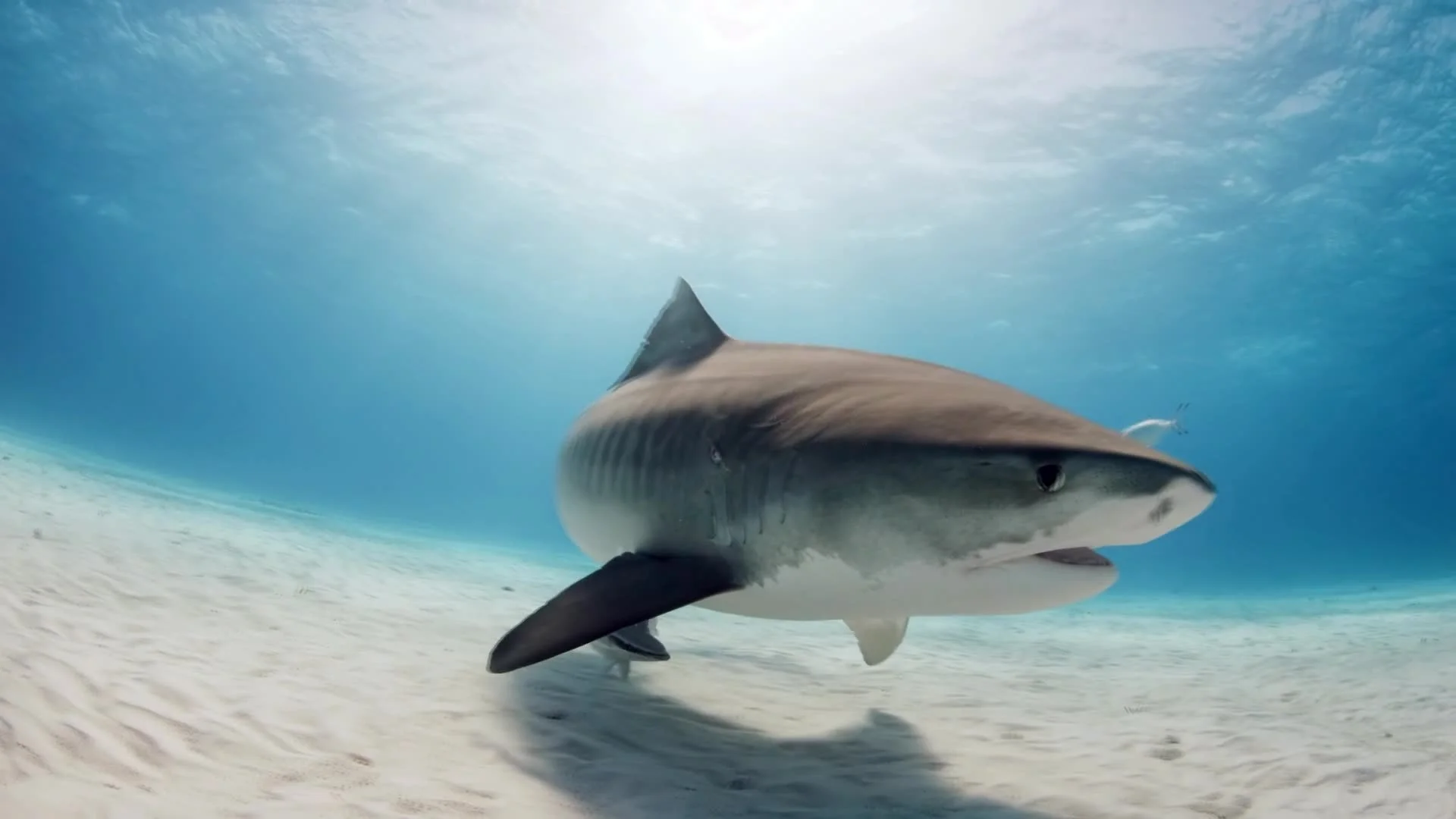 discovery_sharkweek_tigerbeach2_flicker-filmworks.jpg