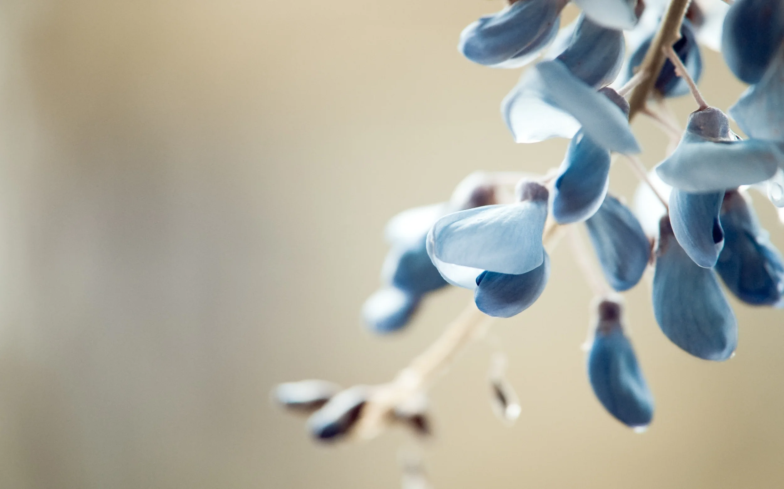 blueflower.jpg