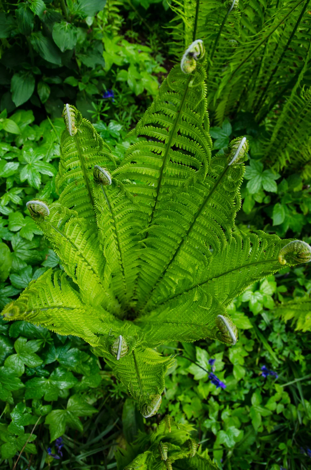 Glendurgan Gardens in Cornwall on a cloudy day.