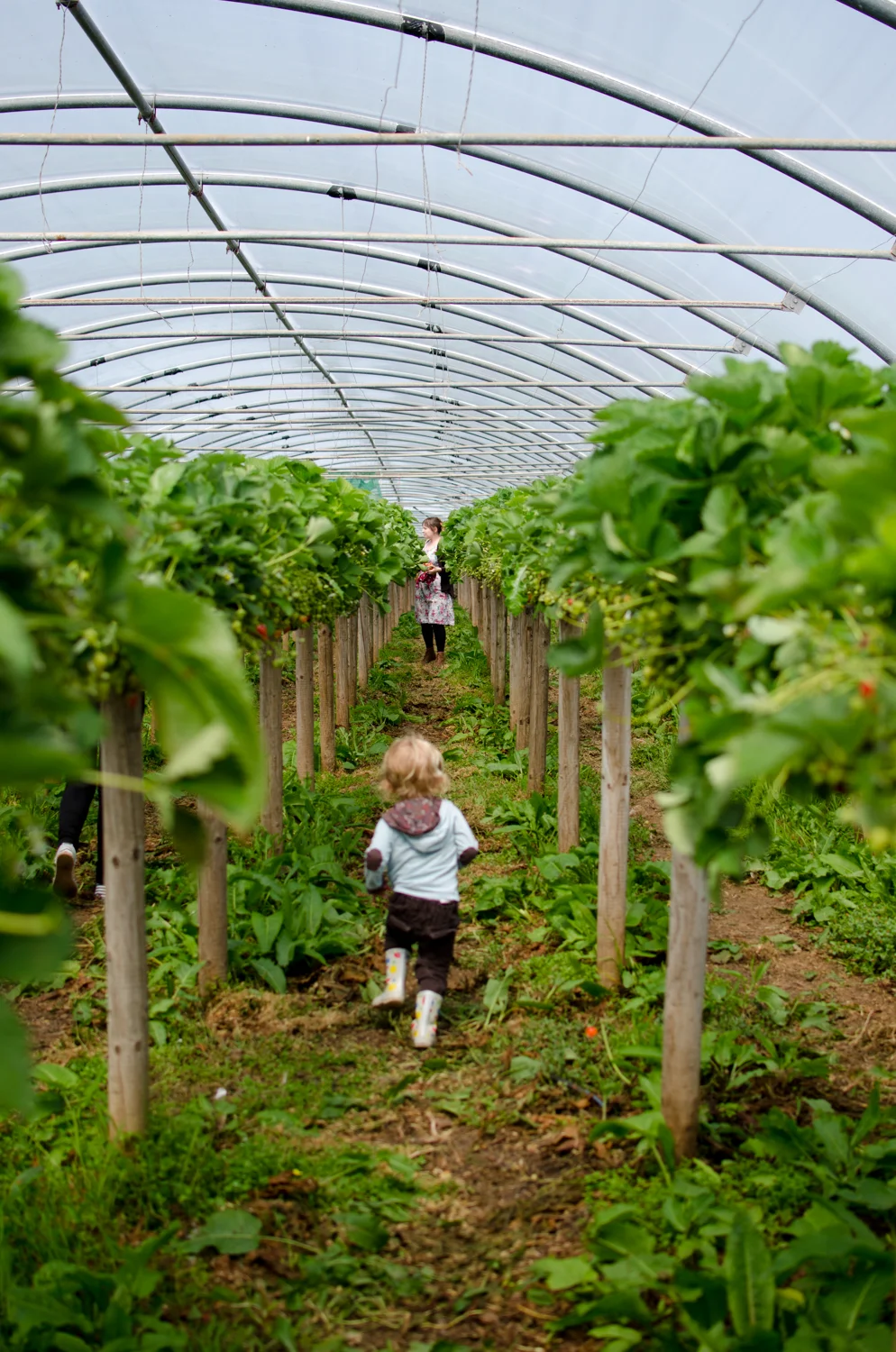 Strawberries, family and smiles at Trevaskis Farm