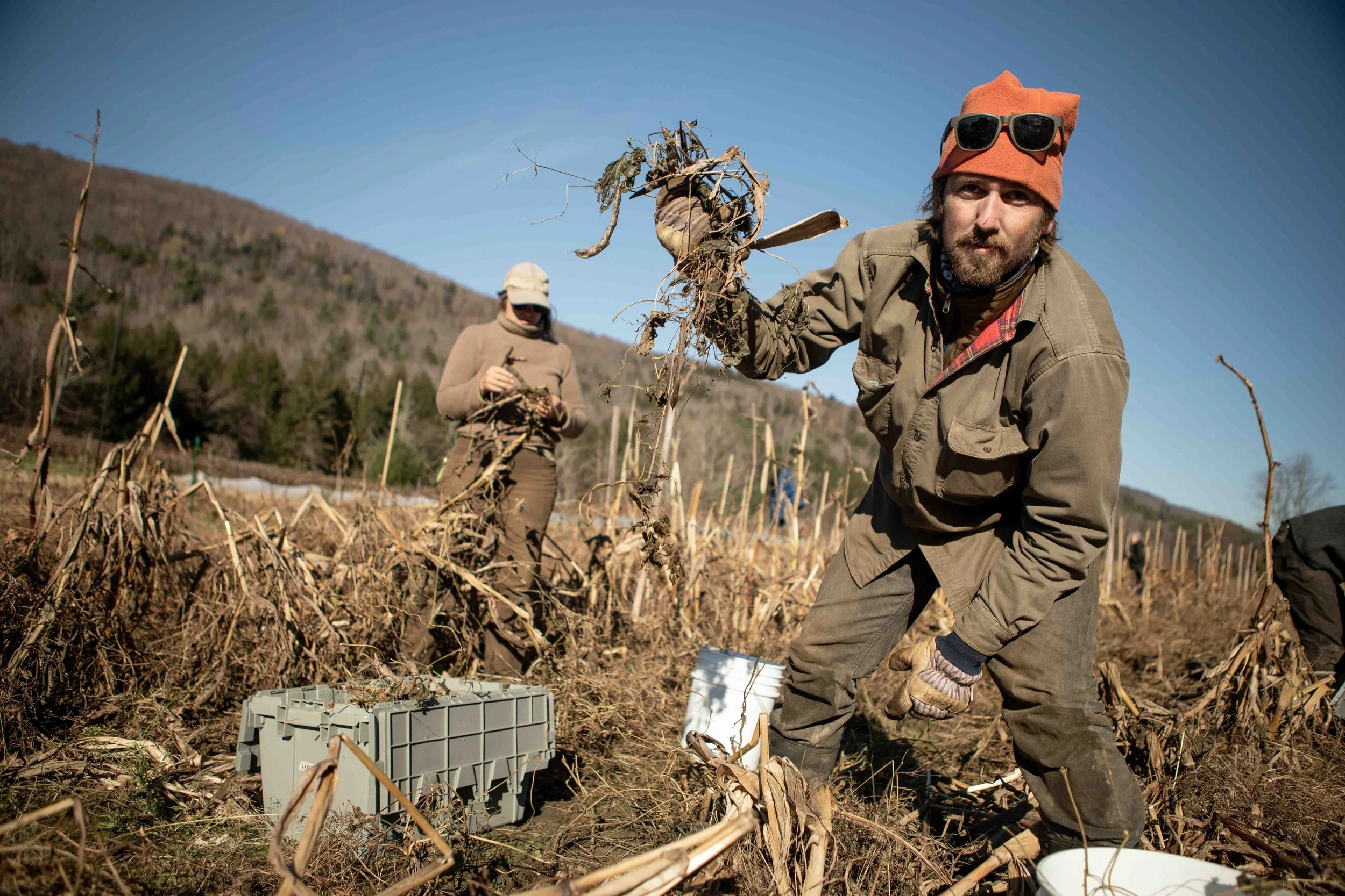 BeanHarvest-4.jpg