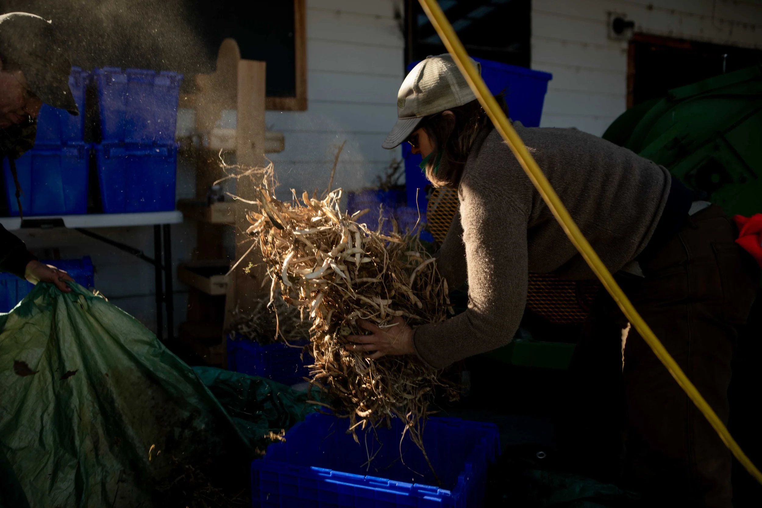 BeanHarvest-10.jpg