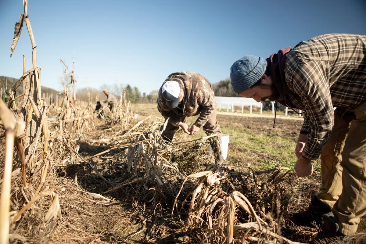 BeanHarvest-16.jpg
