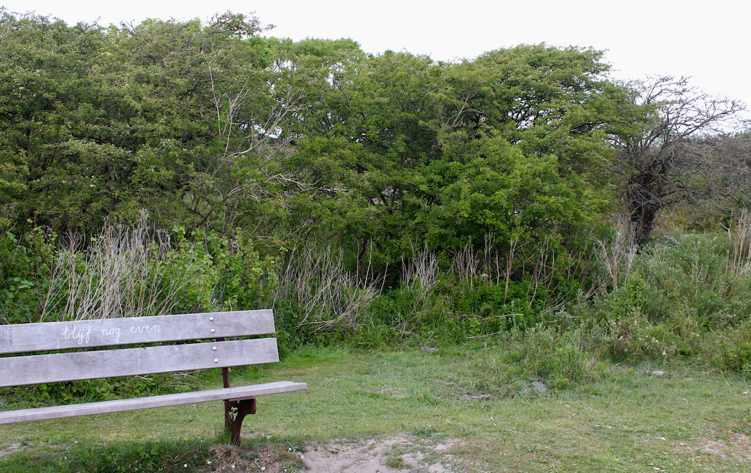 natuur hollandse duinen.png