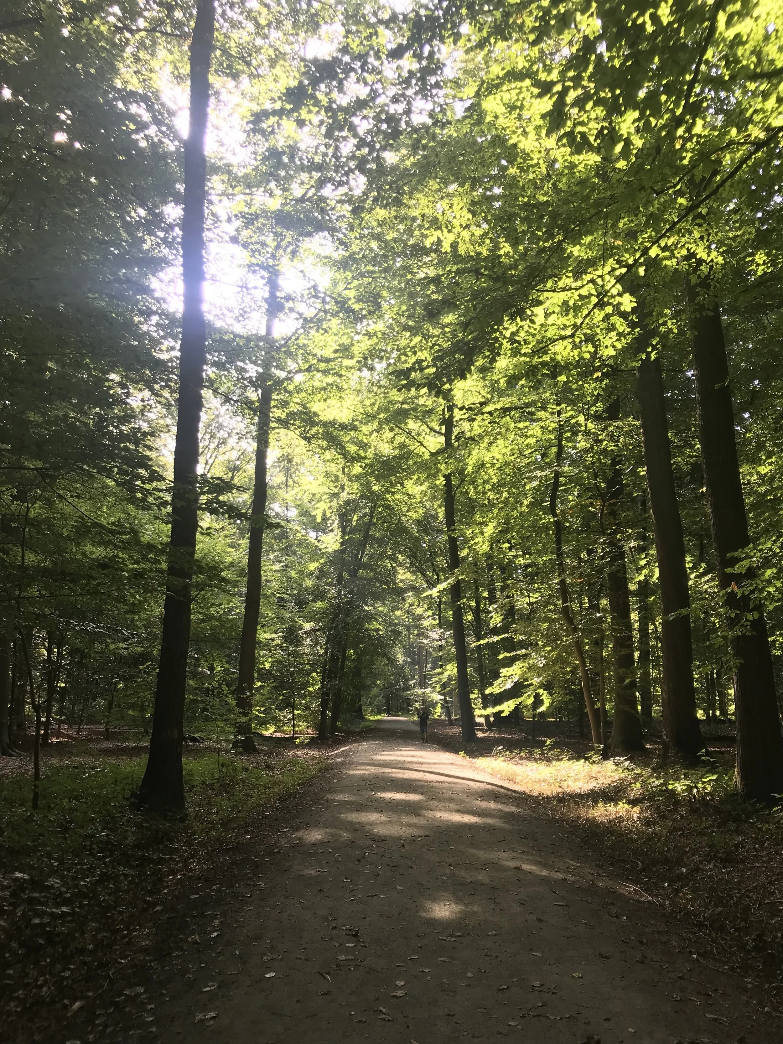 buggenhout bos oost-vlaanderen