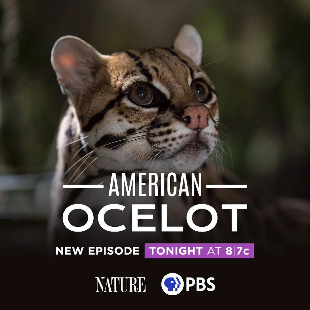 Grateful to have been able to spend some more time in the world of the Ocelot and the South Texas brush editing this one alongside @shannonvandivier.  It&rsquo;s a true privilege to continue to collaborate with such a fine folks: @bencmasters, @katyb