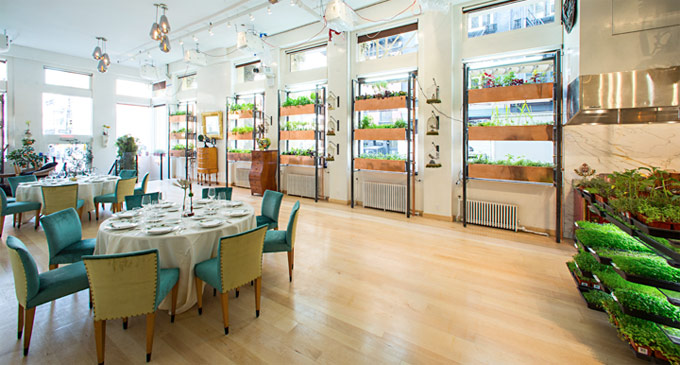 “Brain” - A Night at Bouley Botanical: