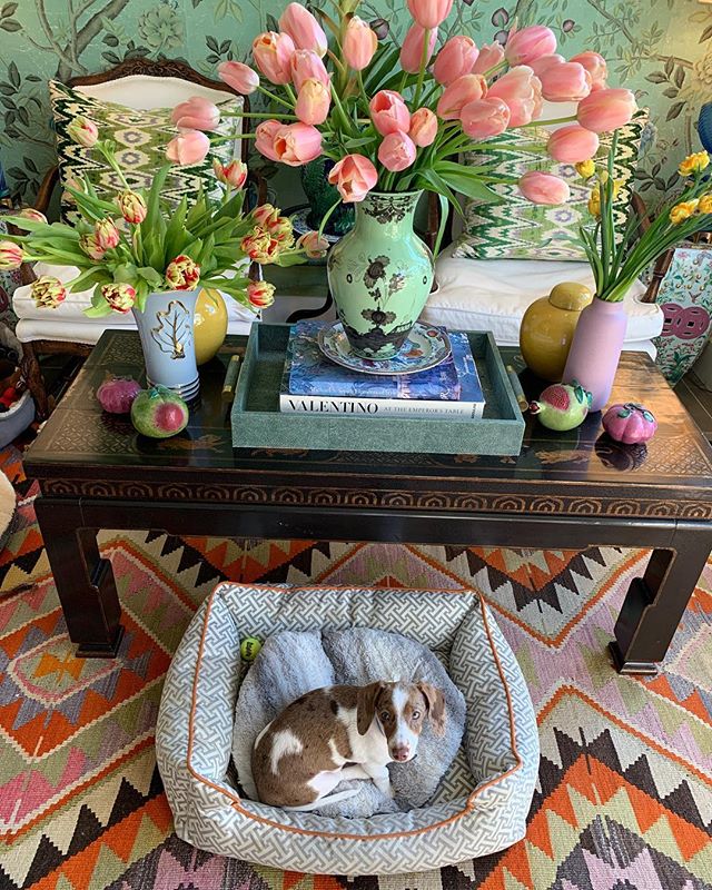 Gigi enjoying some sun and tulips 🌷🐶🌷🐶🌷 #indoorgarden #maximalist
