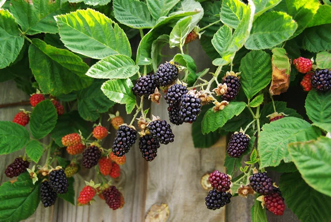Marionberries.jpg