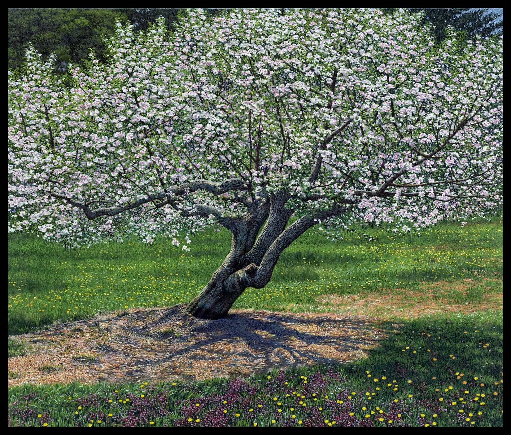  Apple Tree in Blossom (26”x31”) Oil on Linen 