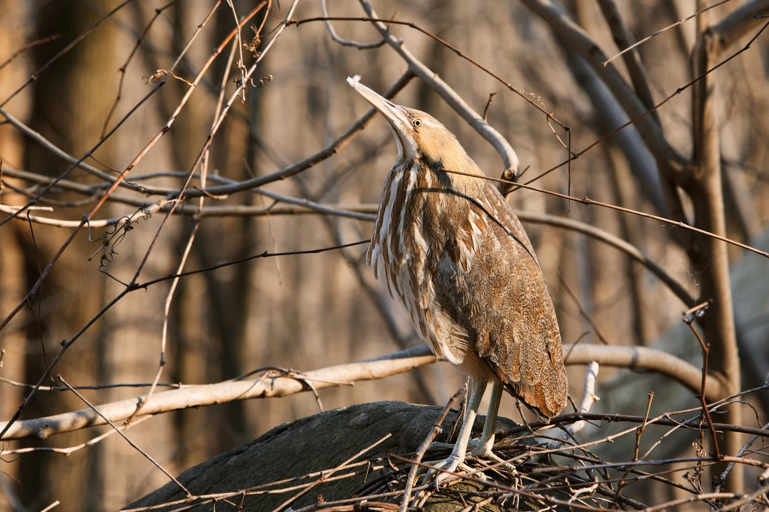 American Bittern%0AHanging out with us in the boulders.jpg