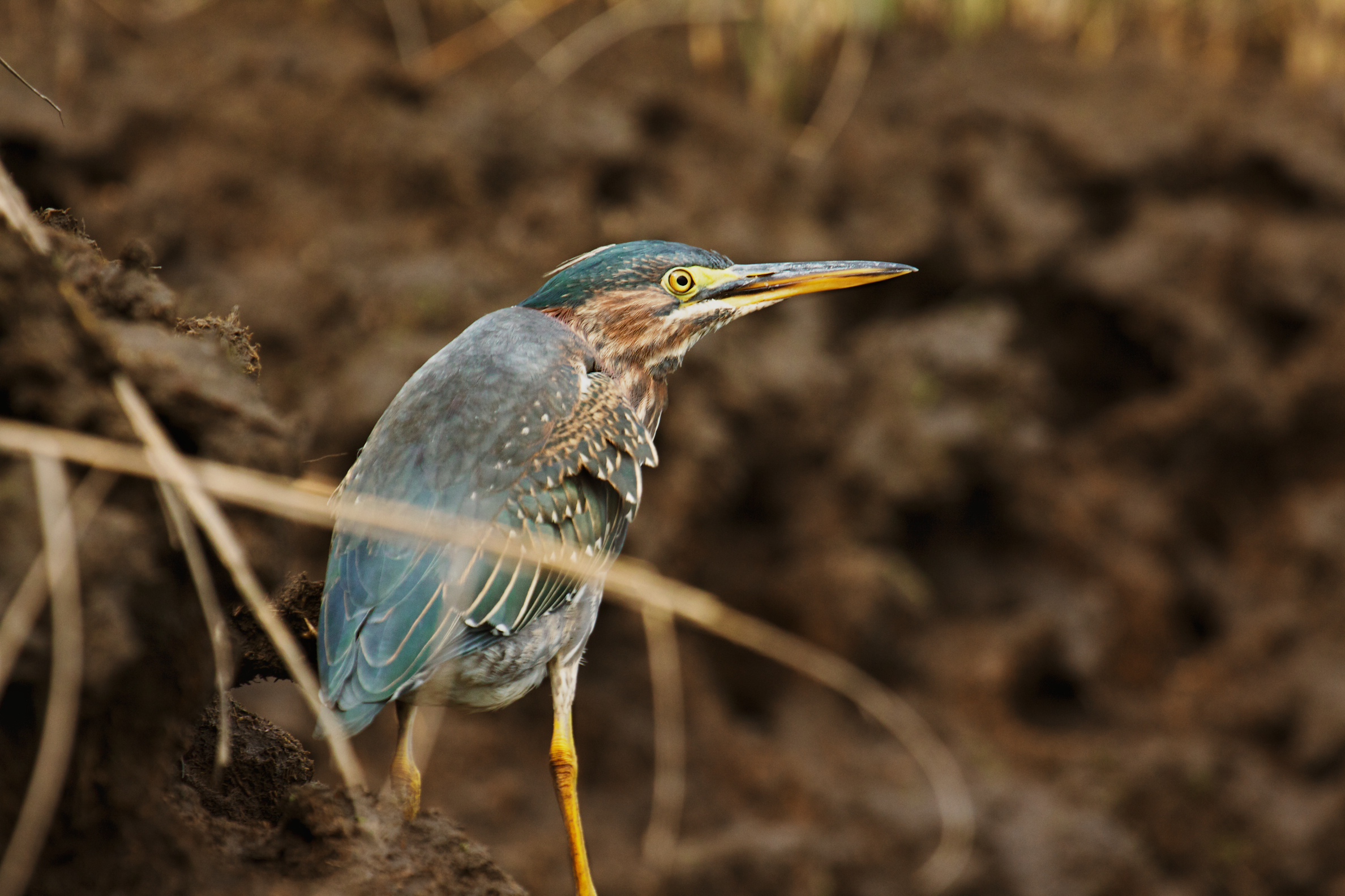 Green Heron.jpg