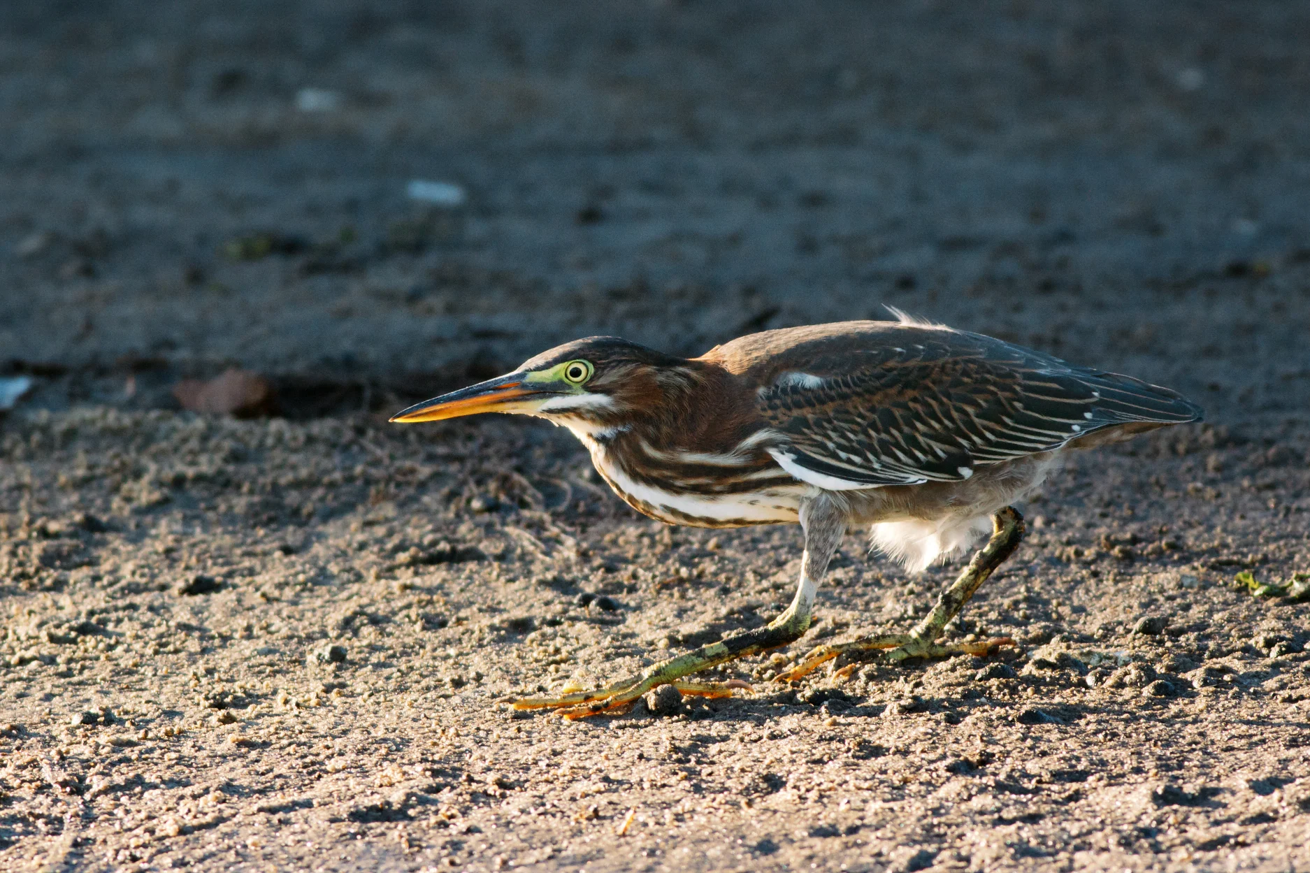 JDG-20140907-215.jpg