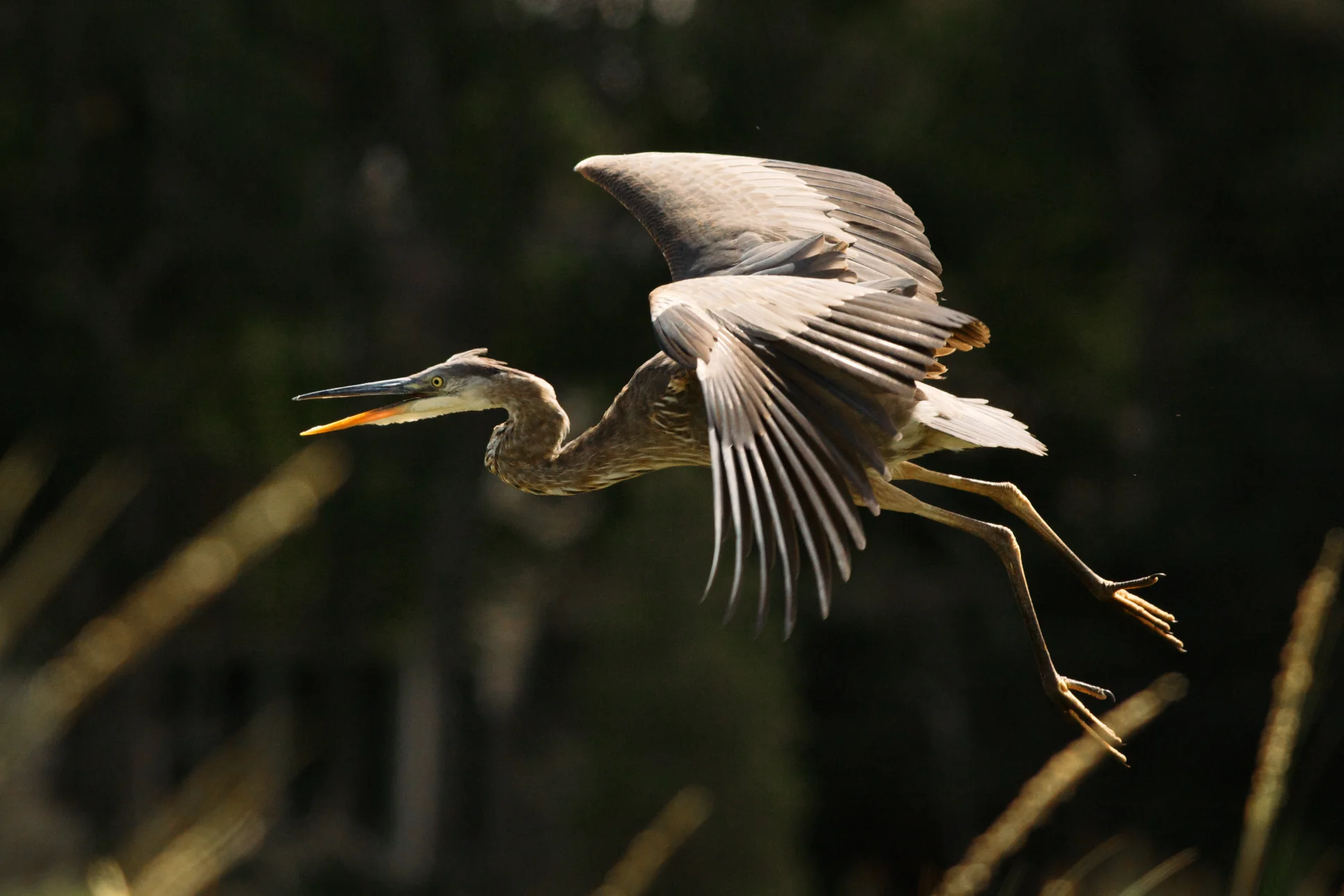 JDG-20140908-521.jpg