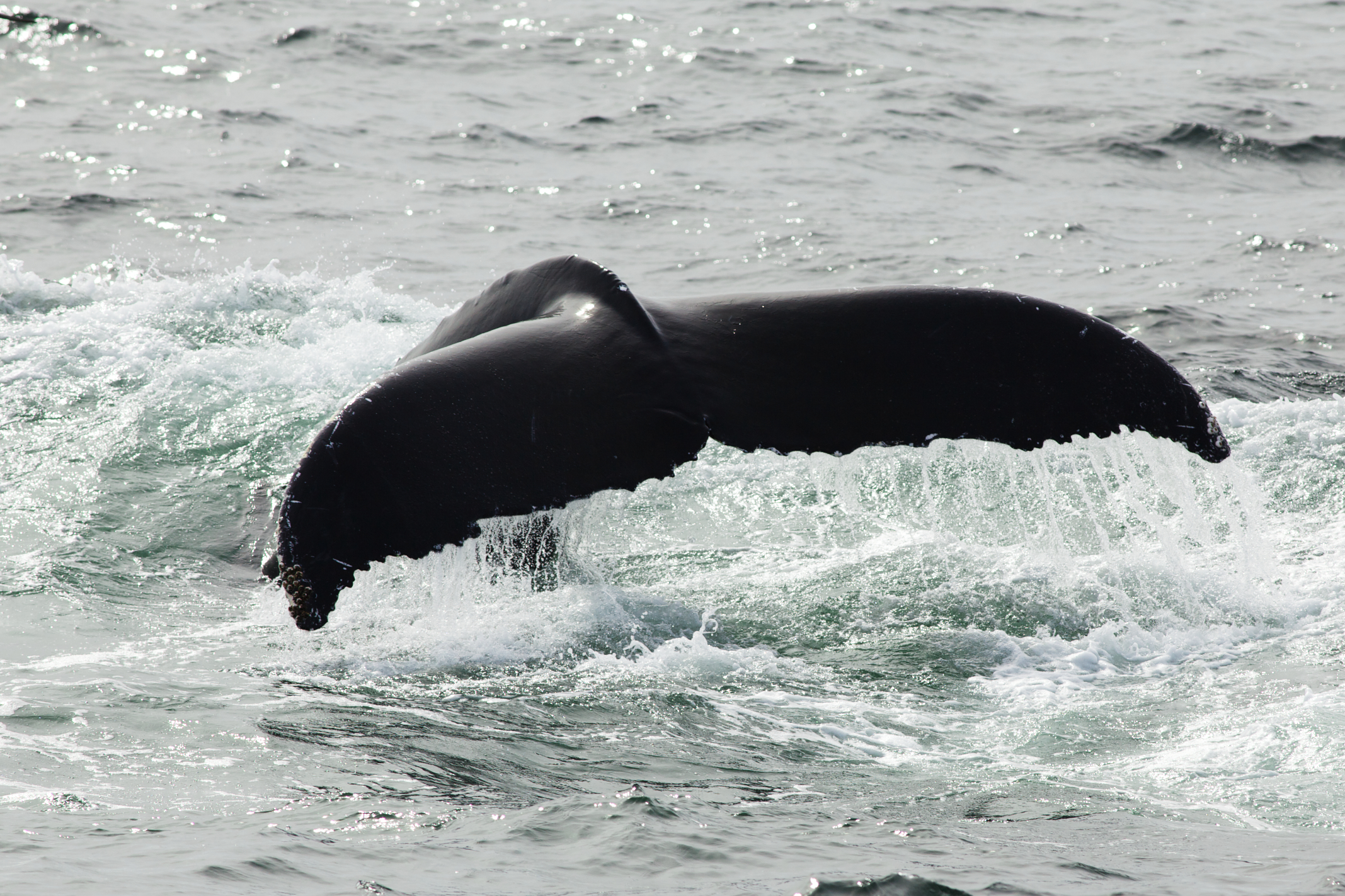 JDG-20140909-995.jpg