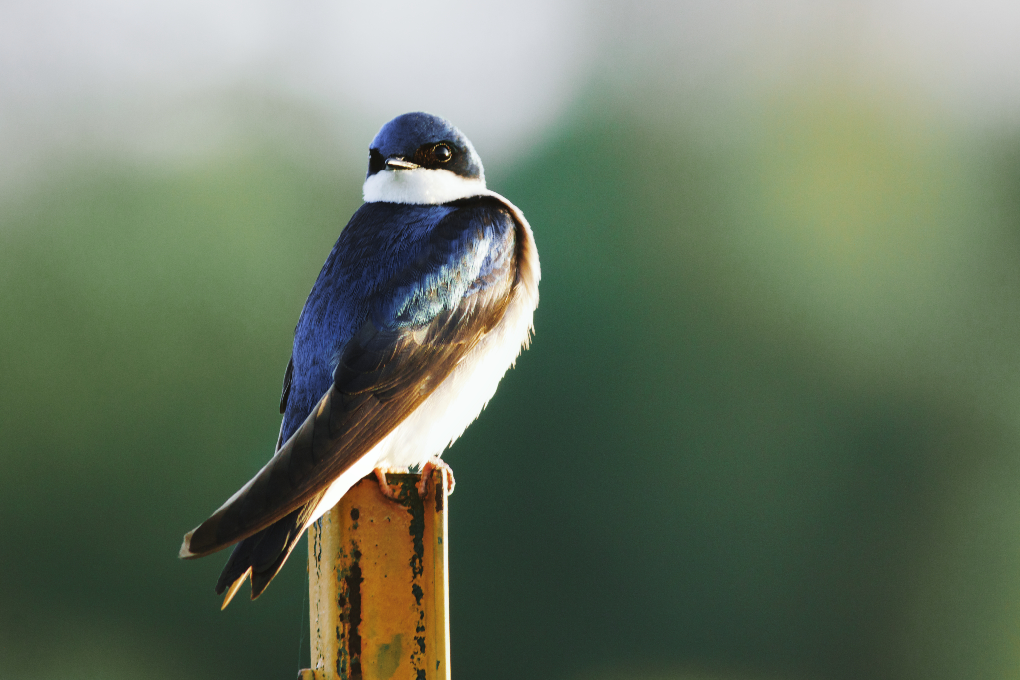 Tree Swallow.jpg