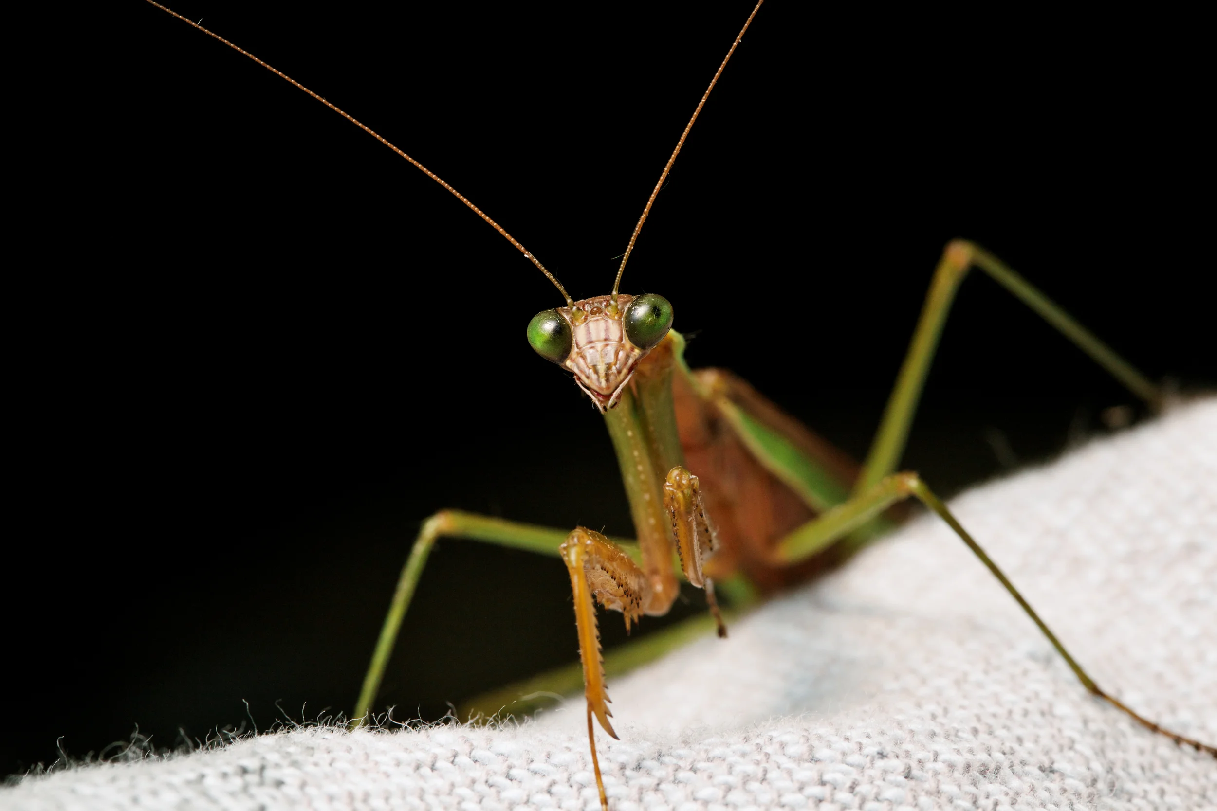 Yeah im a mantis.jpg
