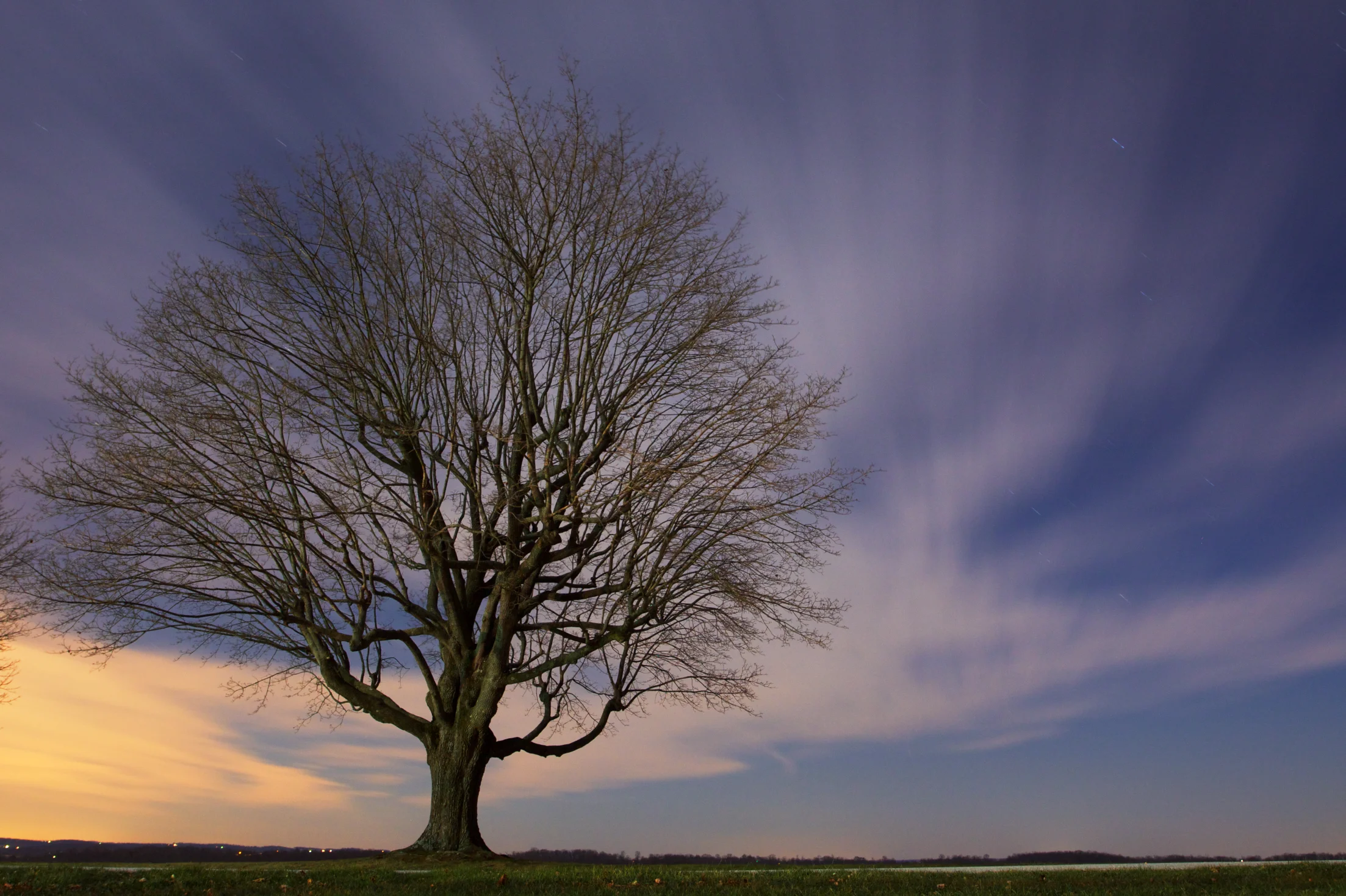 Day 7 1.7.12 %0ATree Silhouette - Version 2.jpg