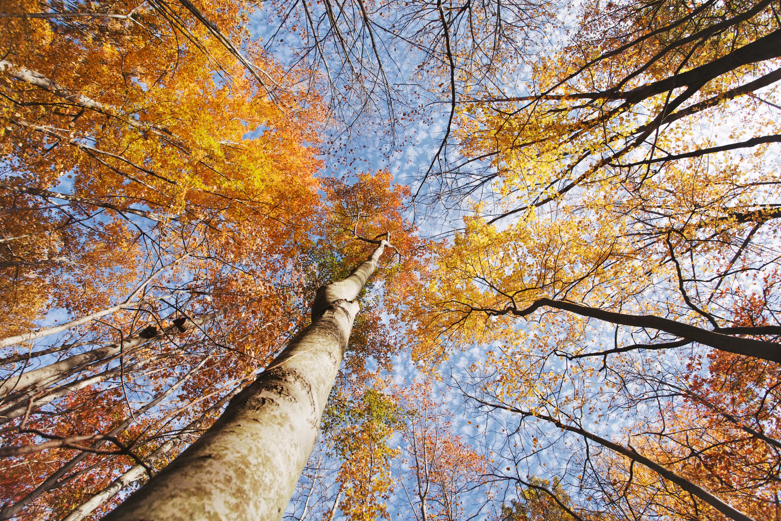 Straight up fall.jpg