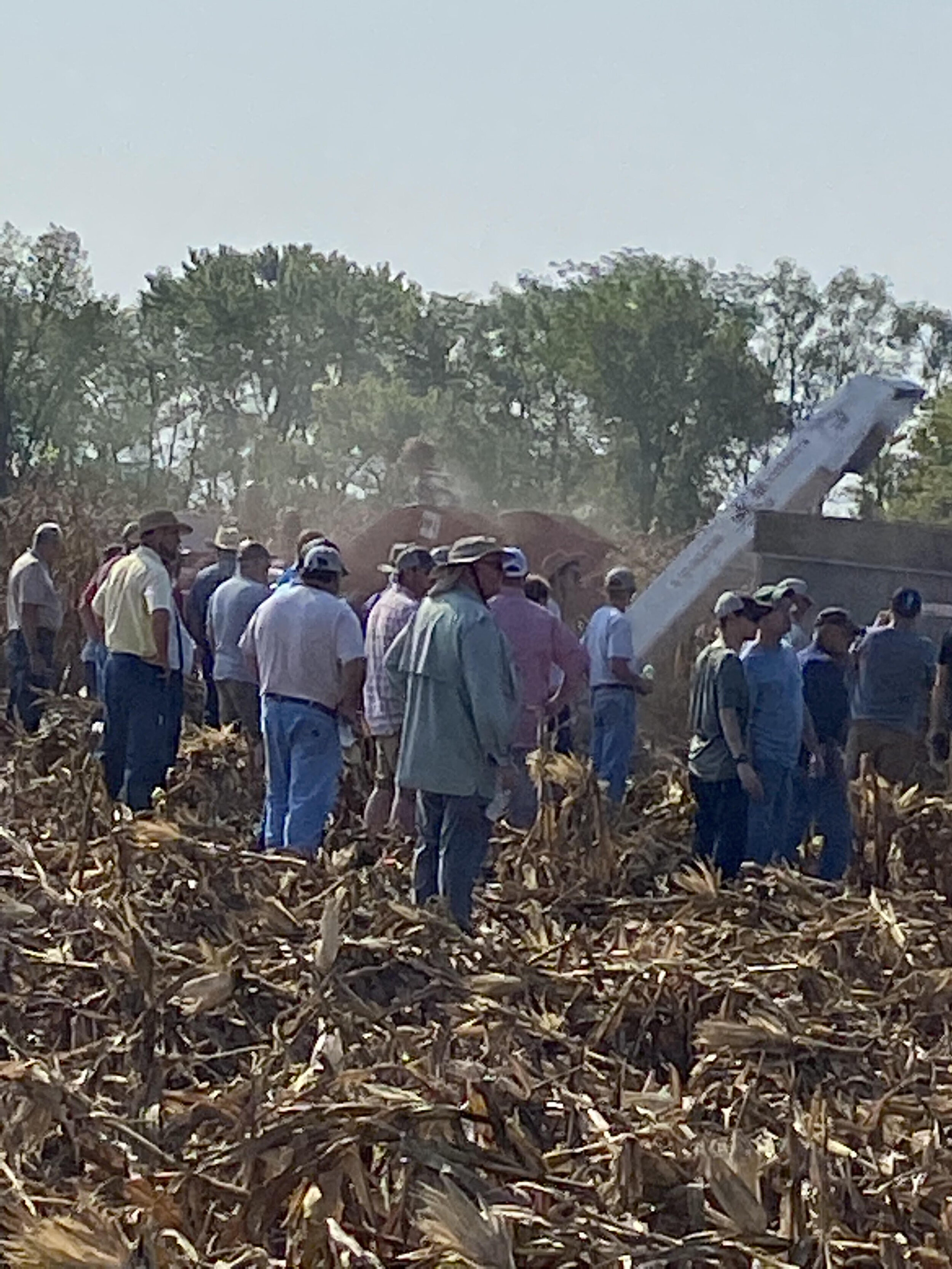 Ear corn picking