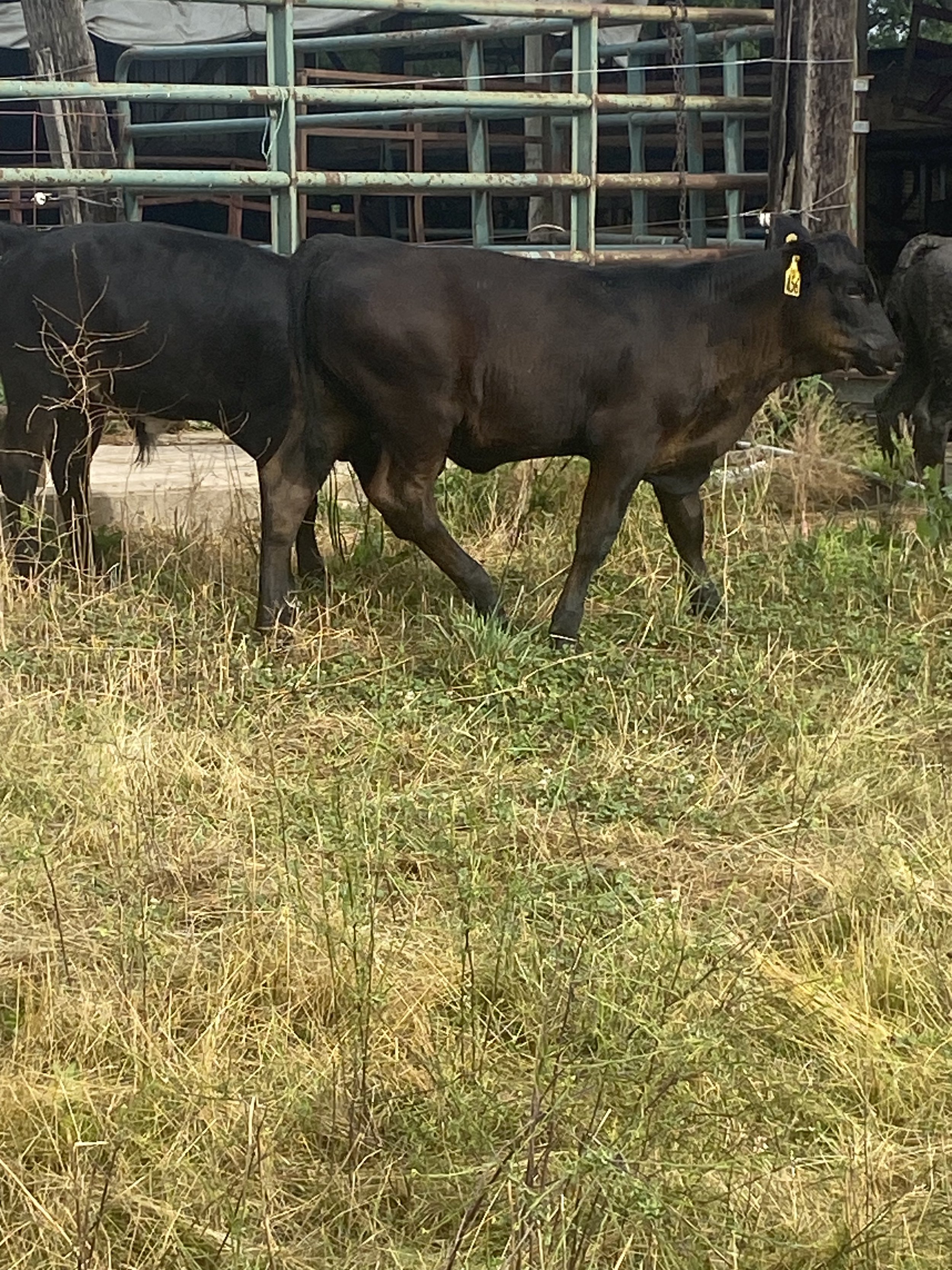 Calves in Barn