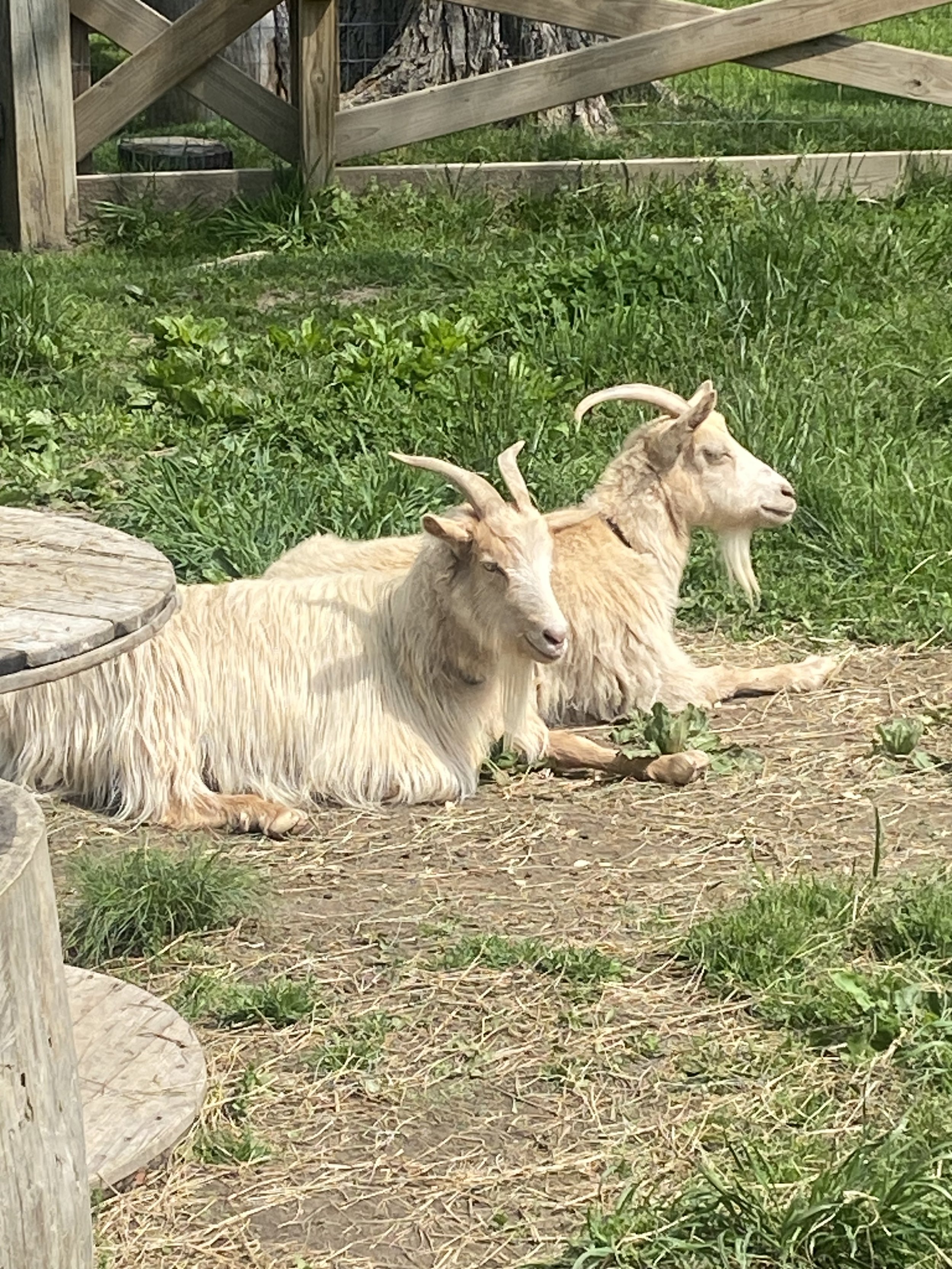 Carl Sandburg Goats