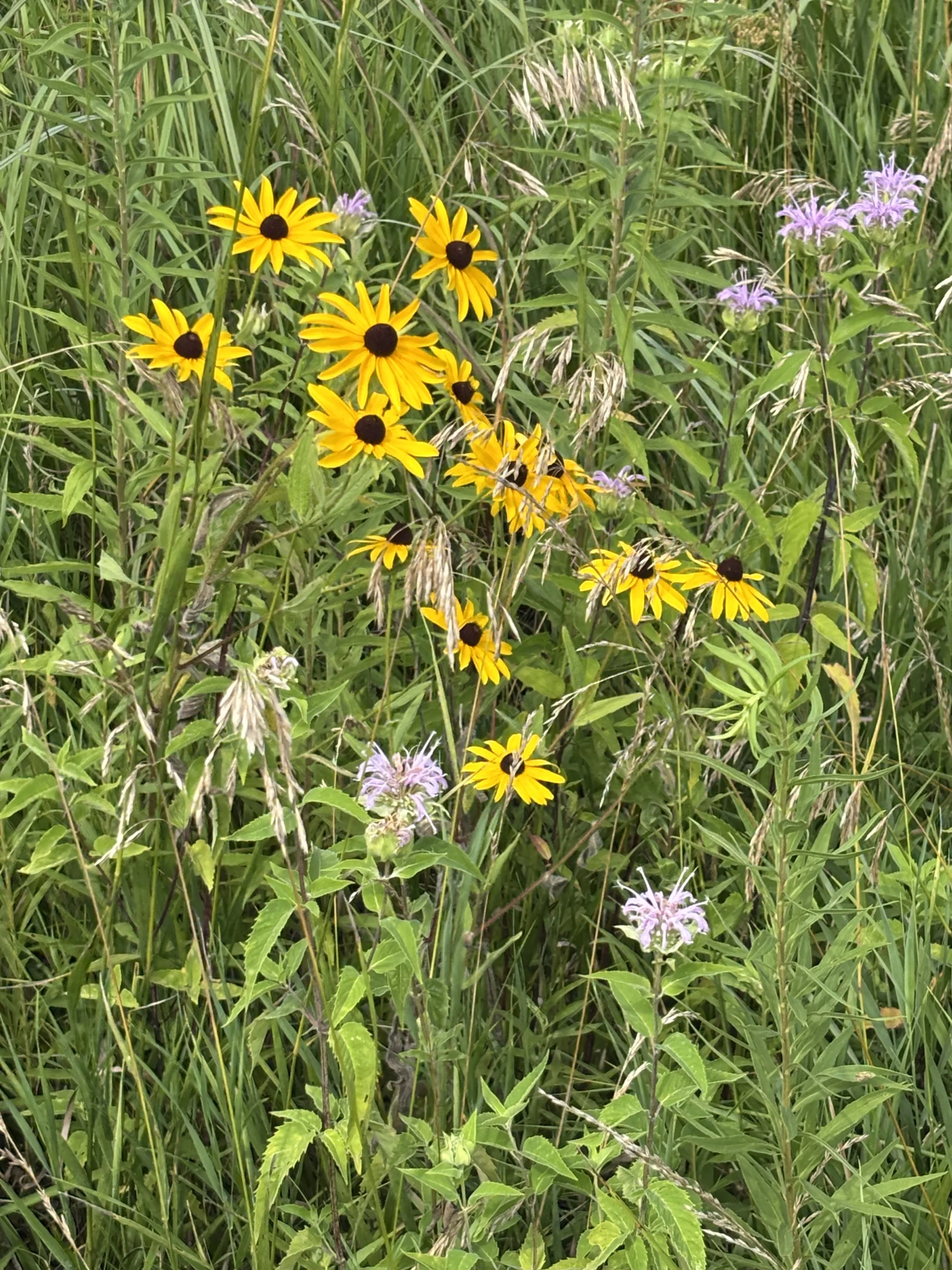 CRP Pollinator Habitat