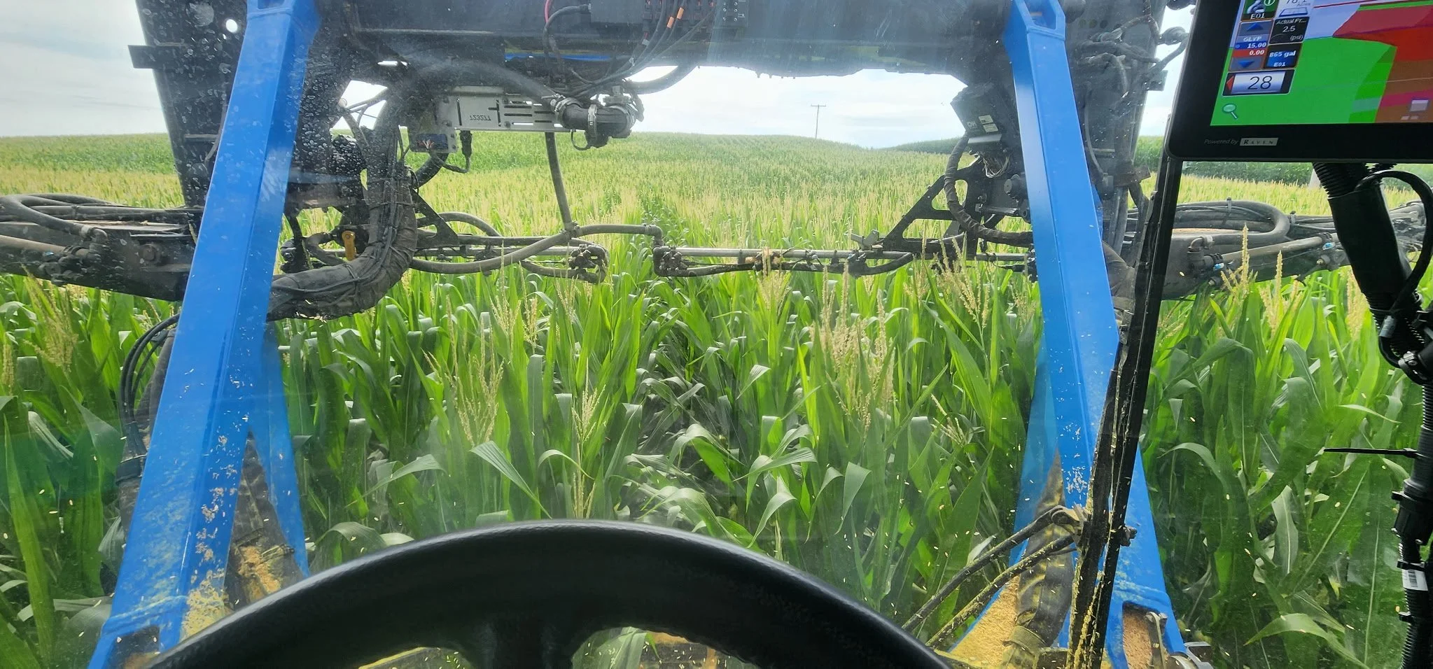 Tall Corn