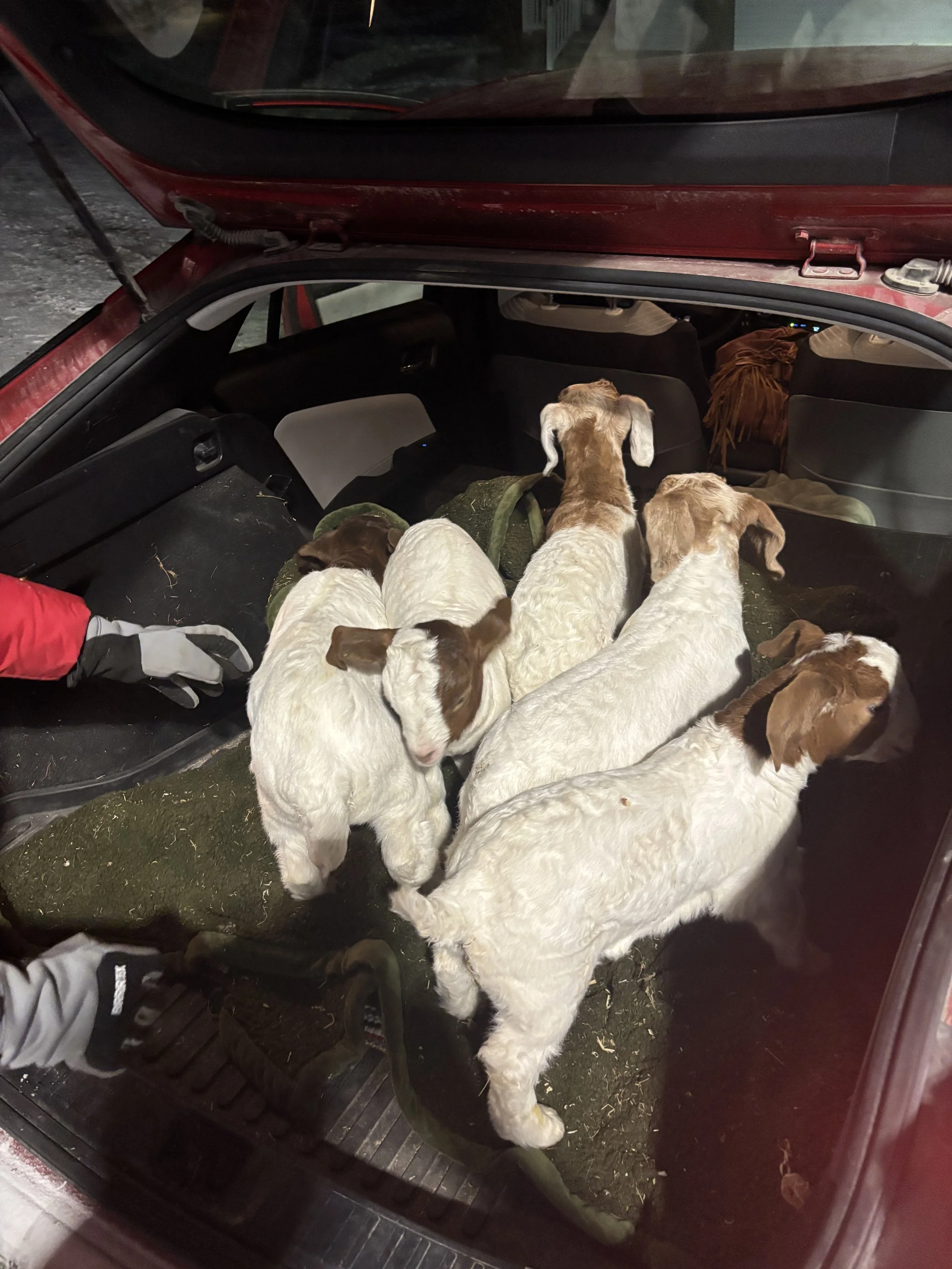 Goat Hauler