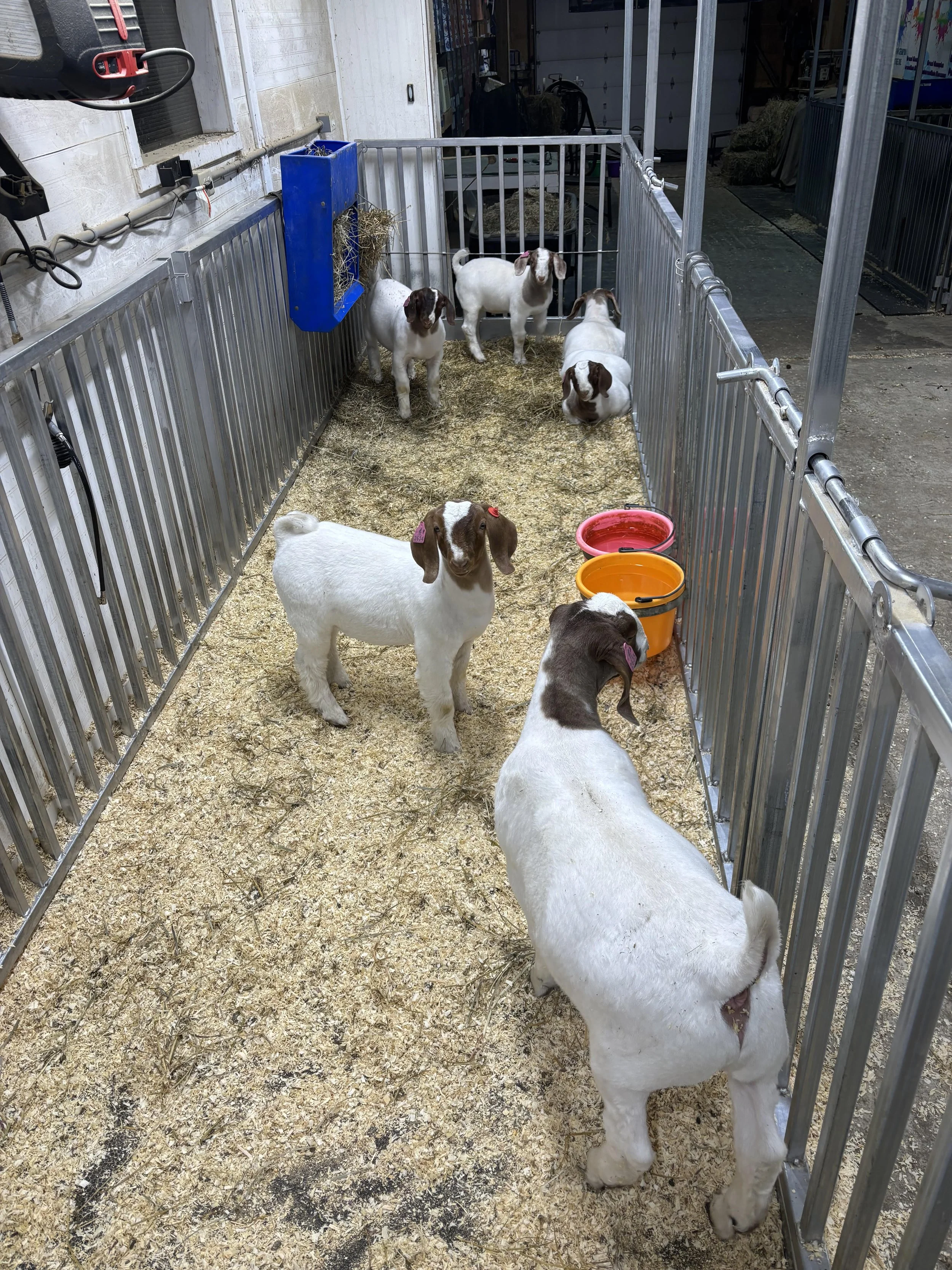 Sale Goats