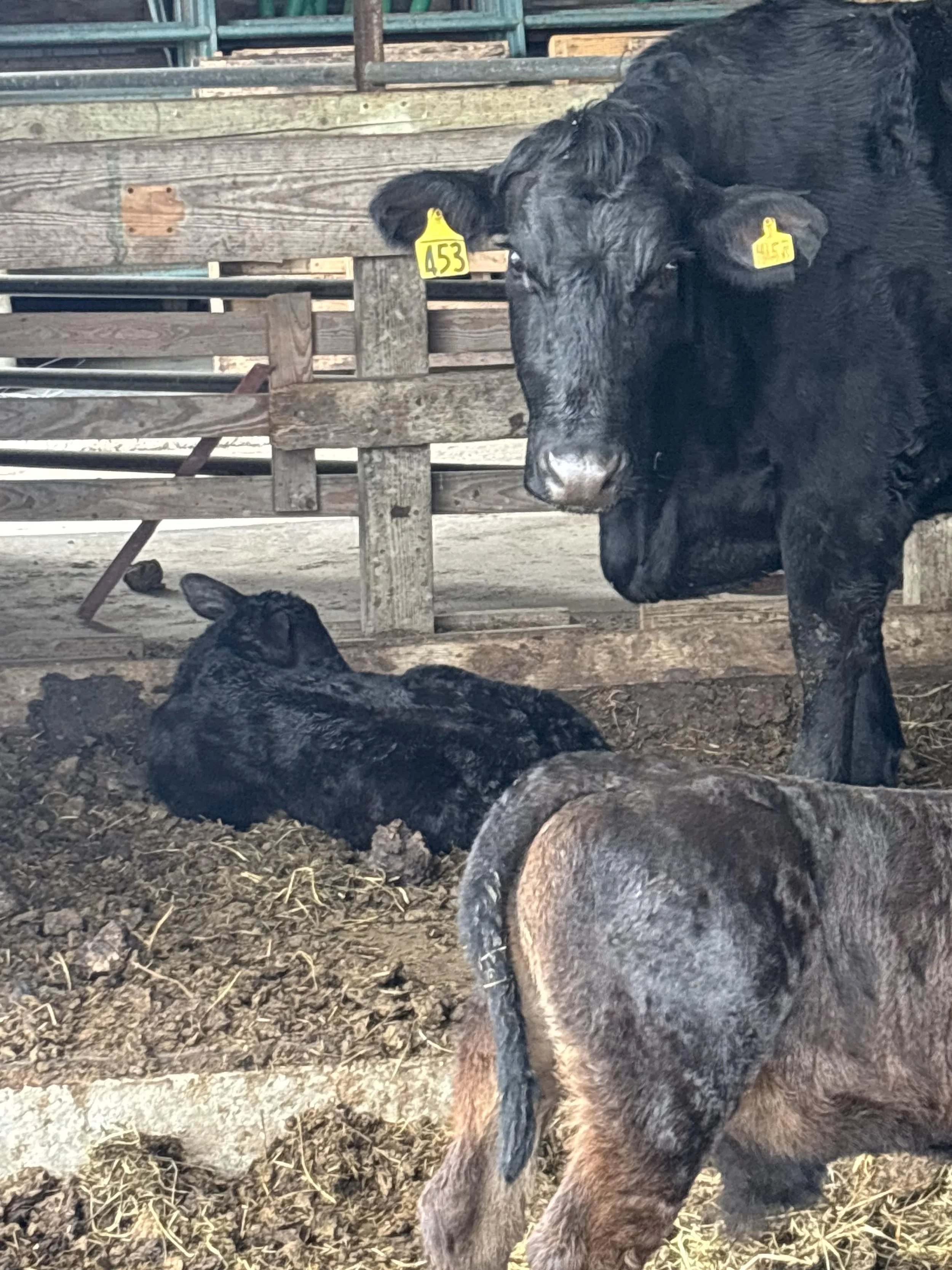 Last Calf Born