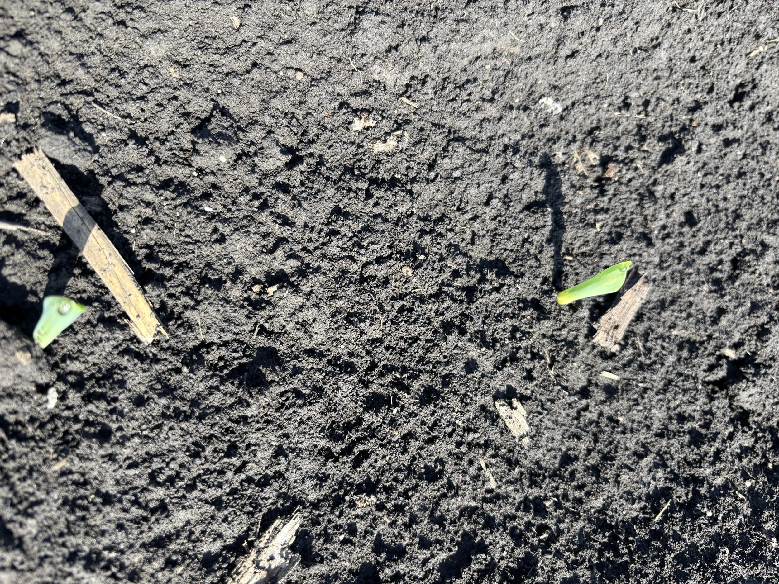 Corn Emerging