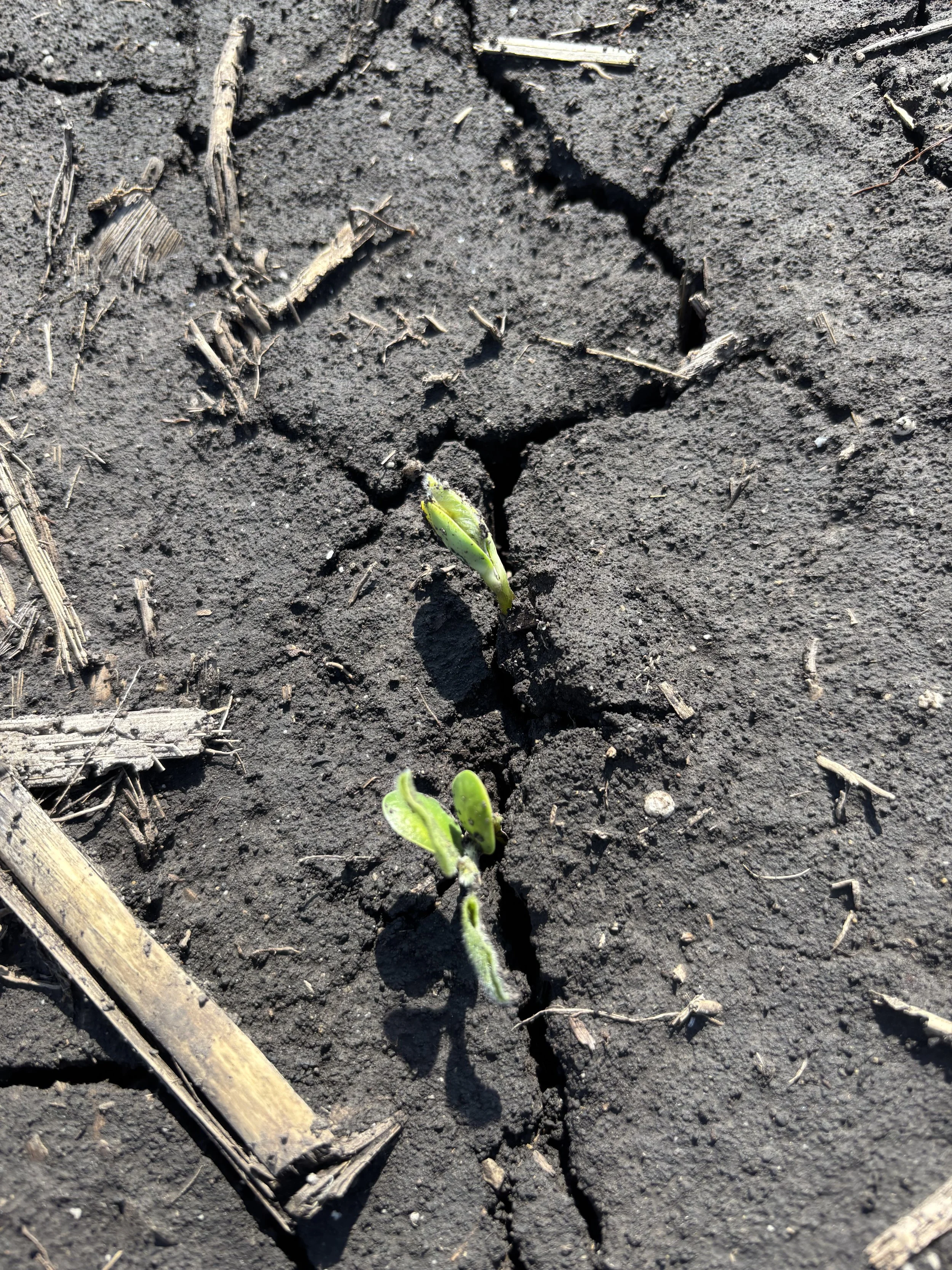 Beans Emerging