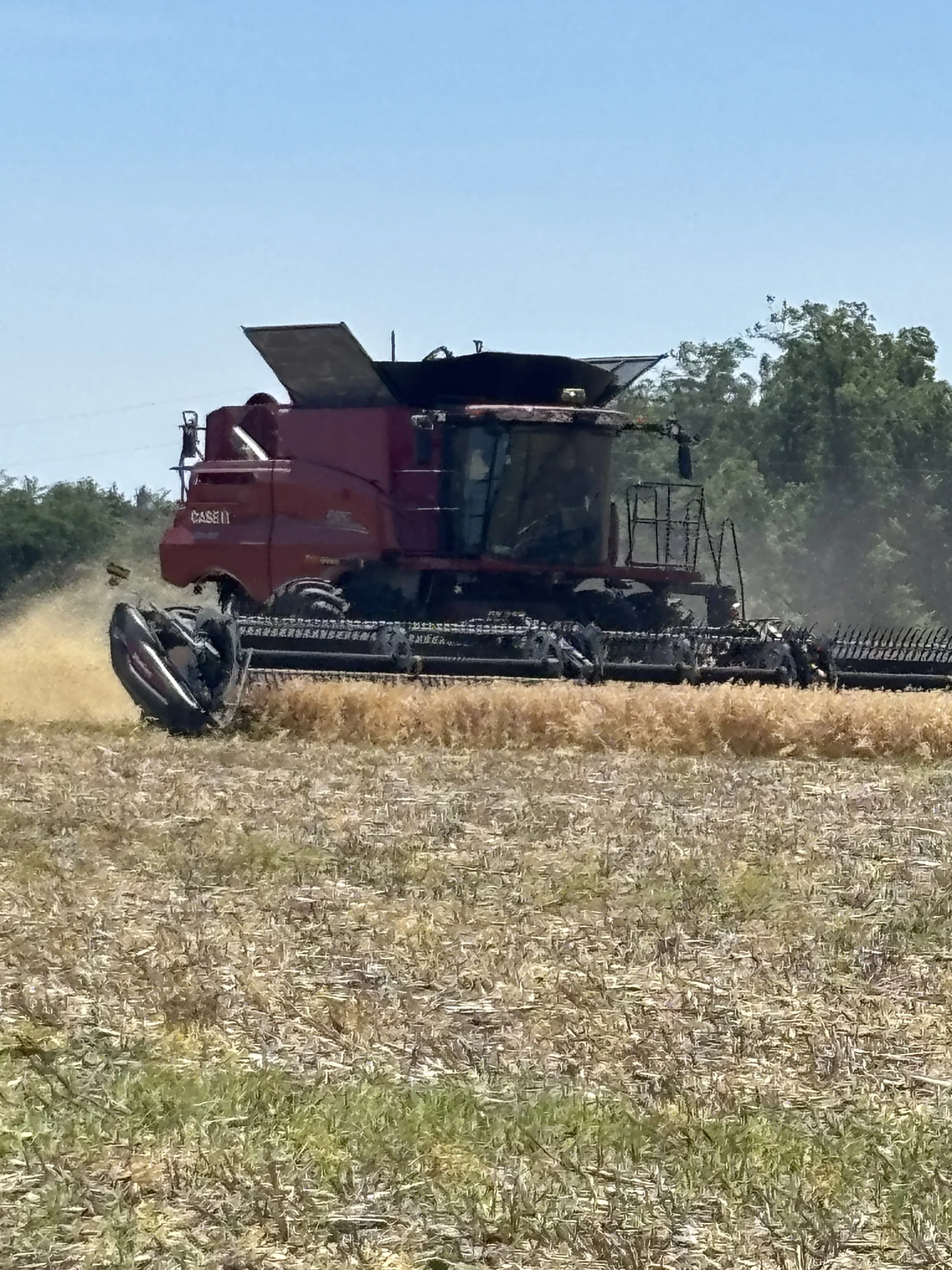 Pennycress Harvest