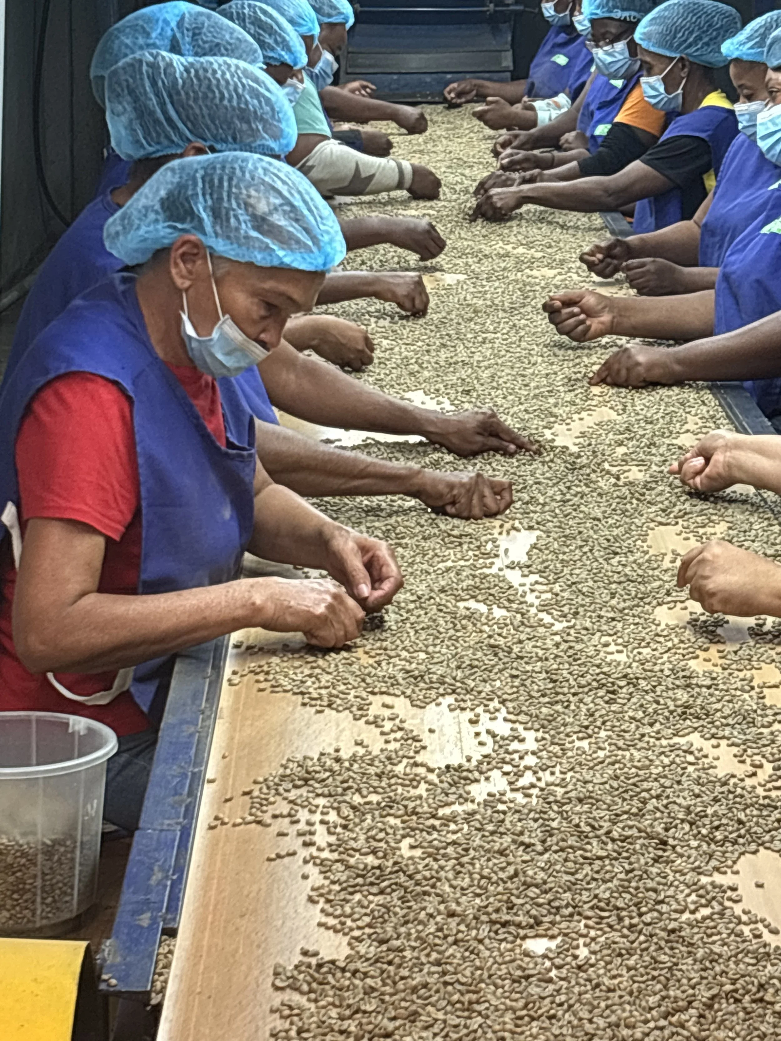 Coffee Sorting