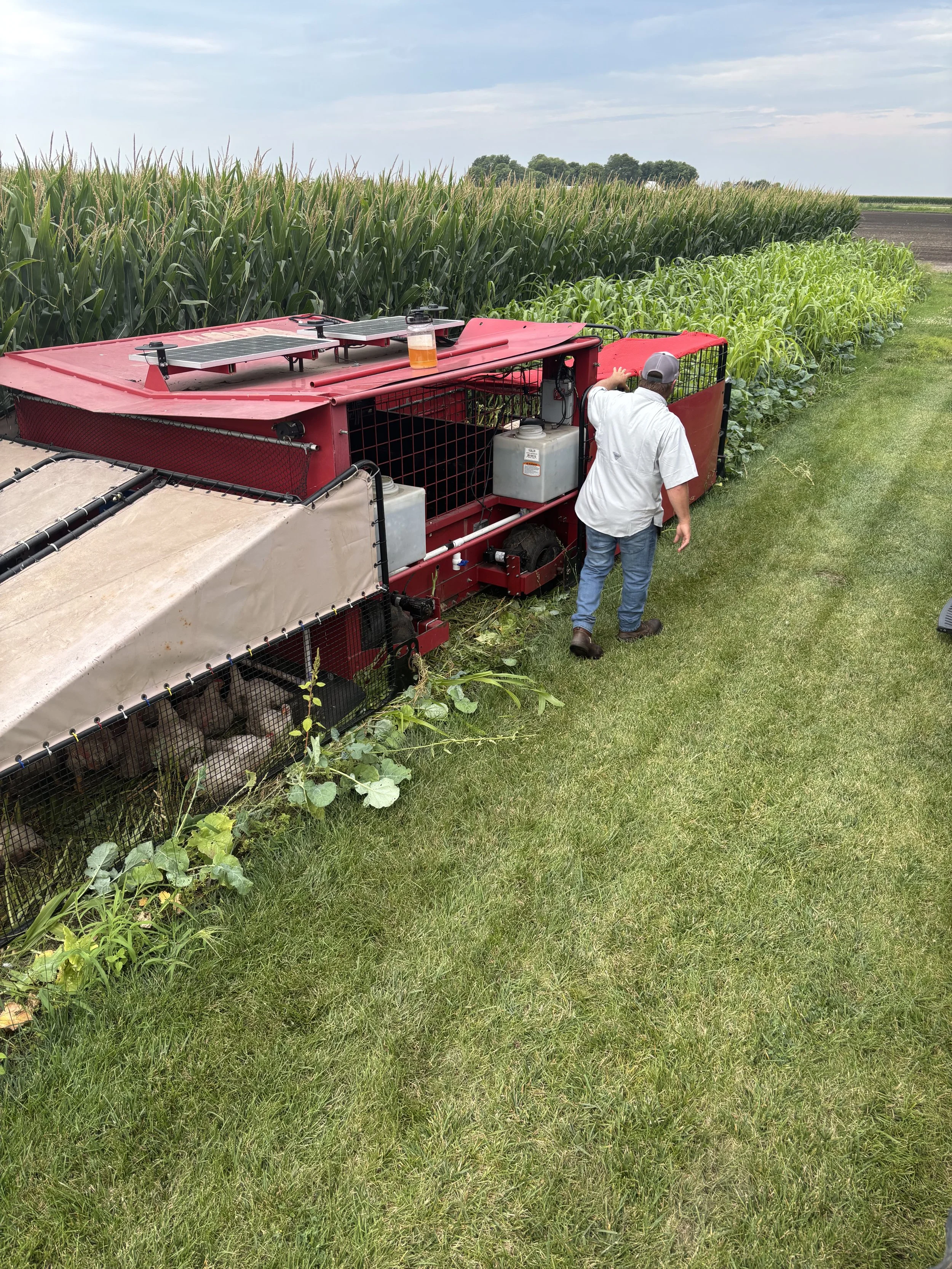Chicken/Pig/Sheep Cover Crop Feeder