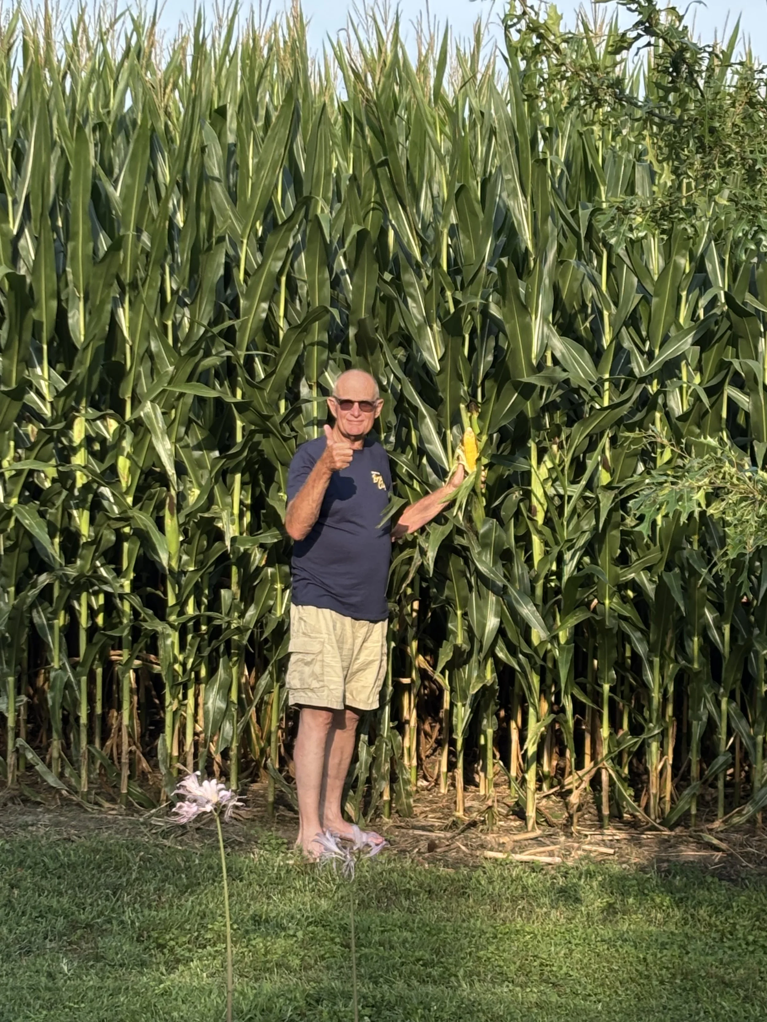 Corn Status