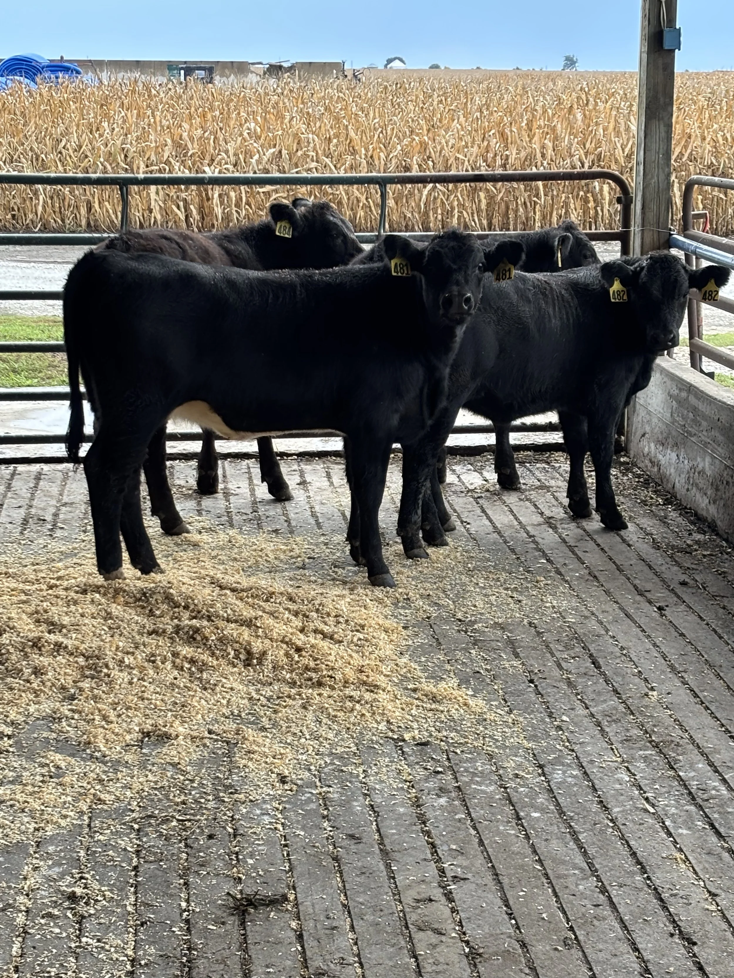 2026 Calf Crop