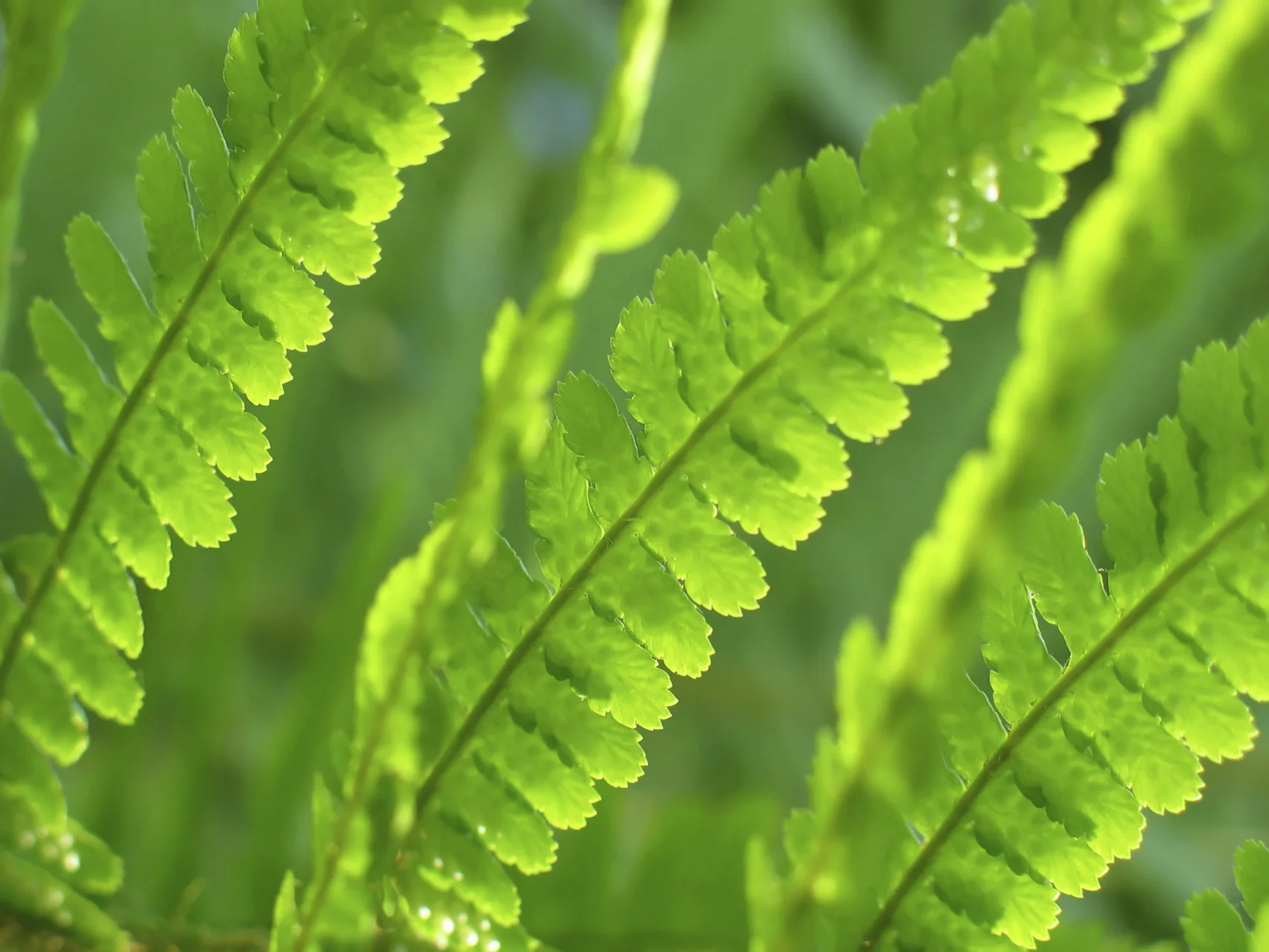 Fern - iStock_000001697861Medium.jpg