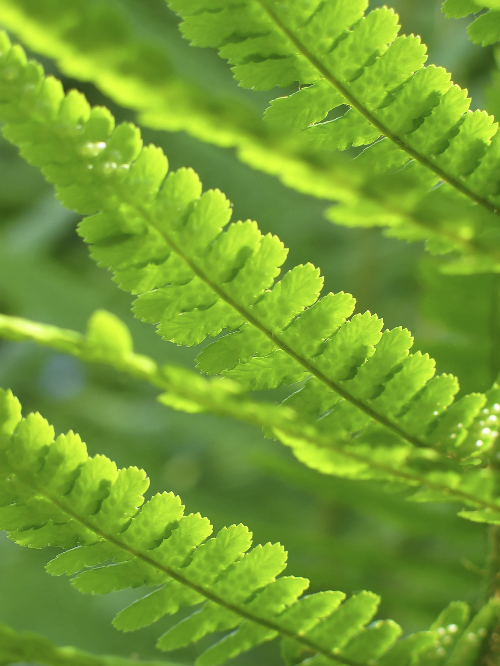 Fern - iStock_000001697861Medium.jpg