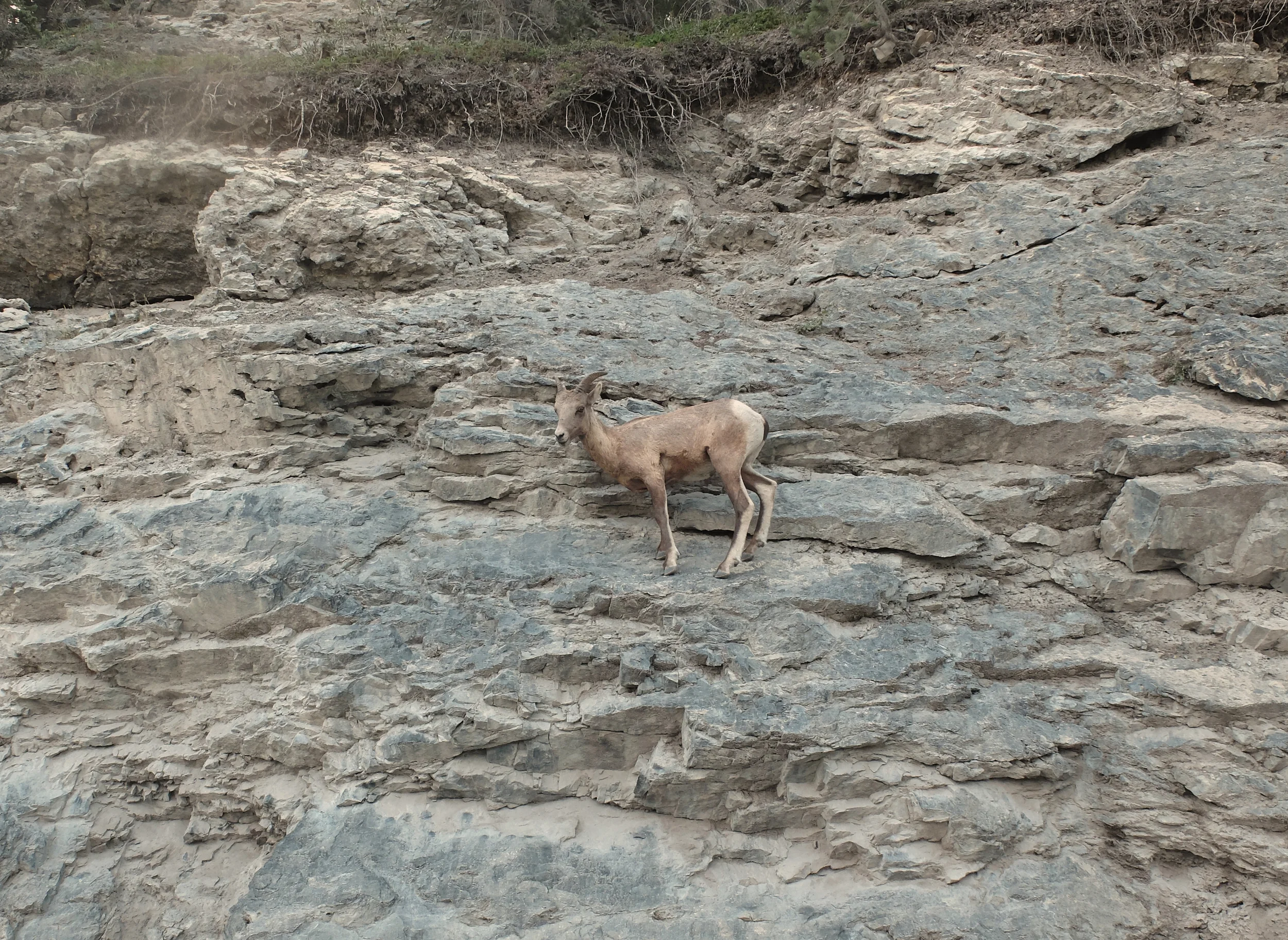 rock climbing goat