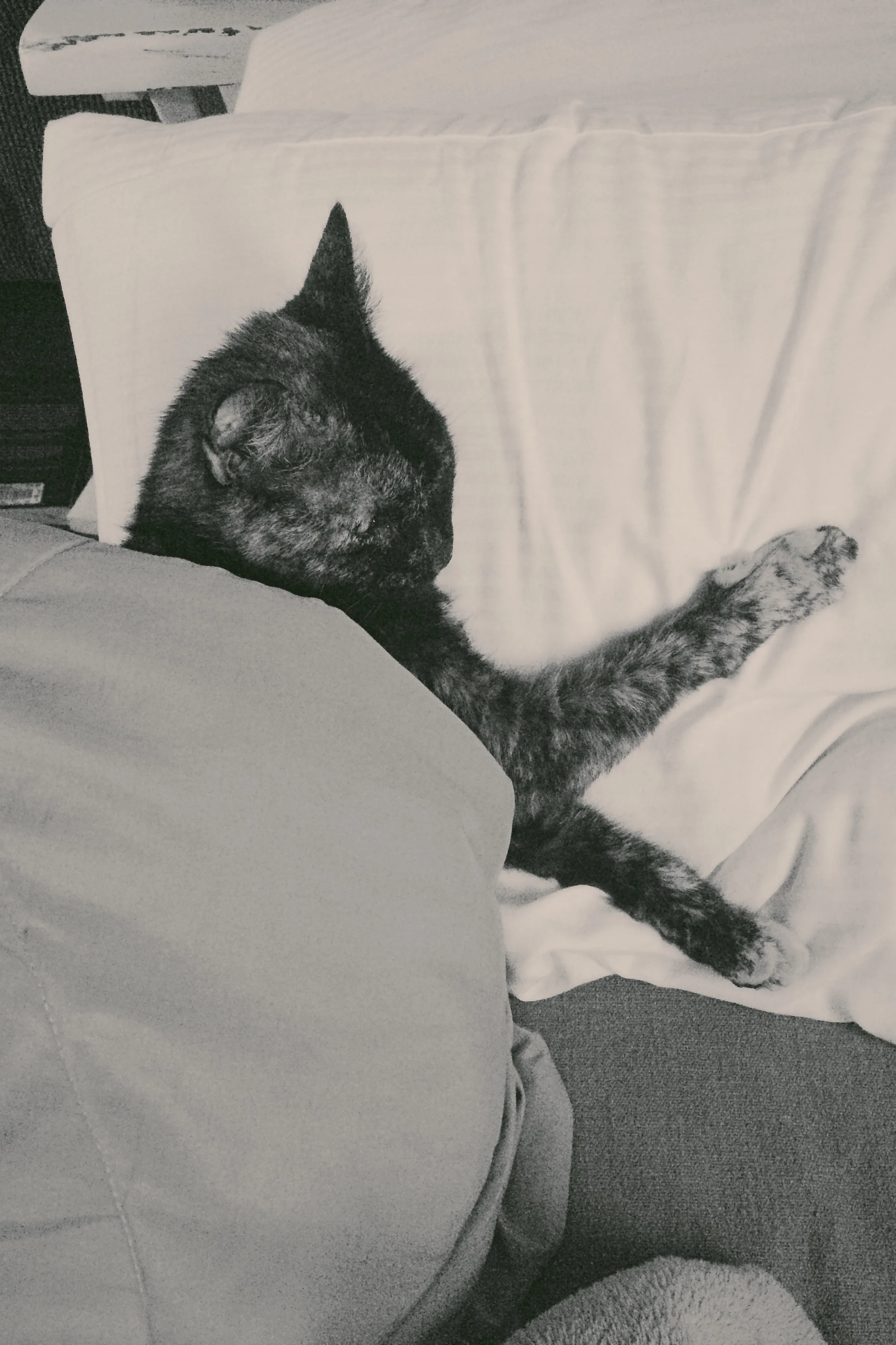 sleepy Smore - slept next to my head all night 
