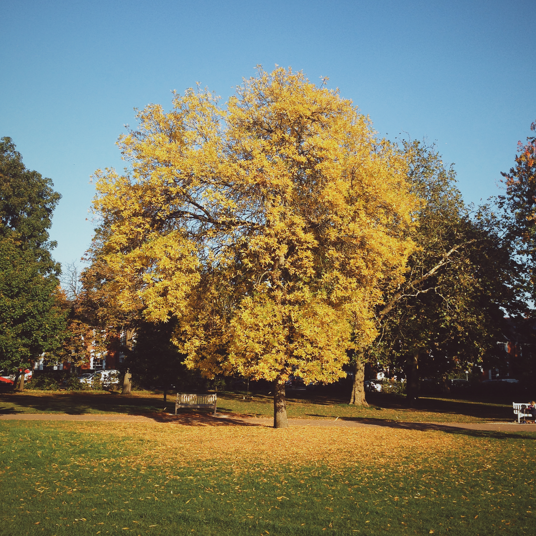 A sunny Queen's Park.